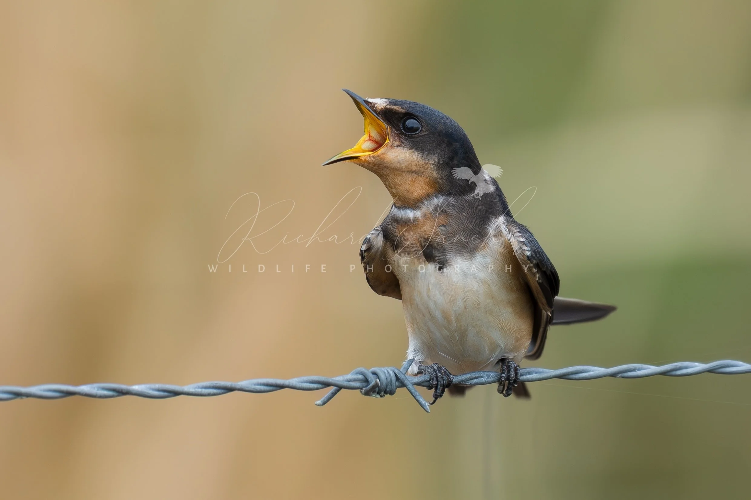 eZy Watermark_15-12-2025_02-27-44-5610PM.JPG