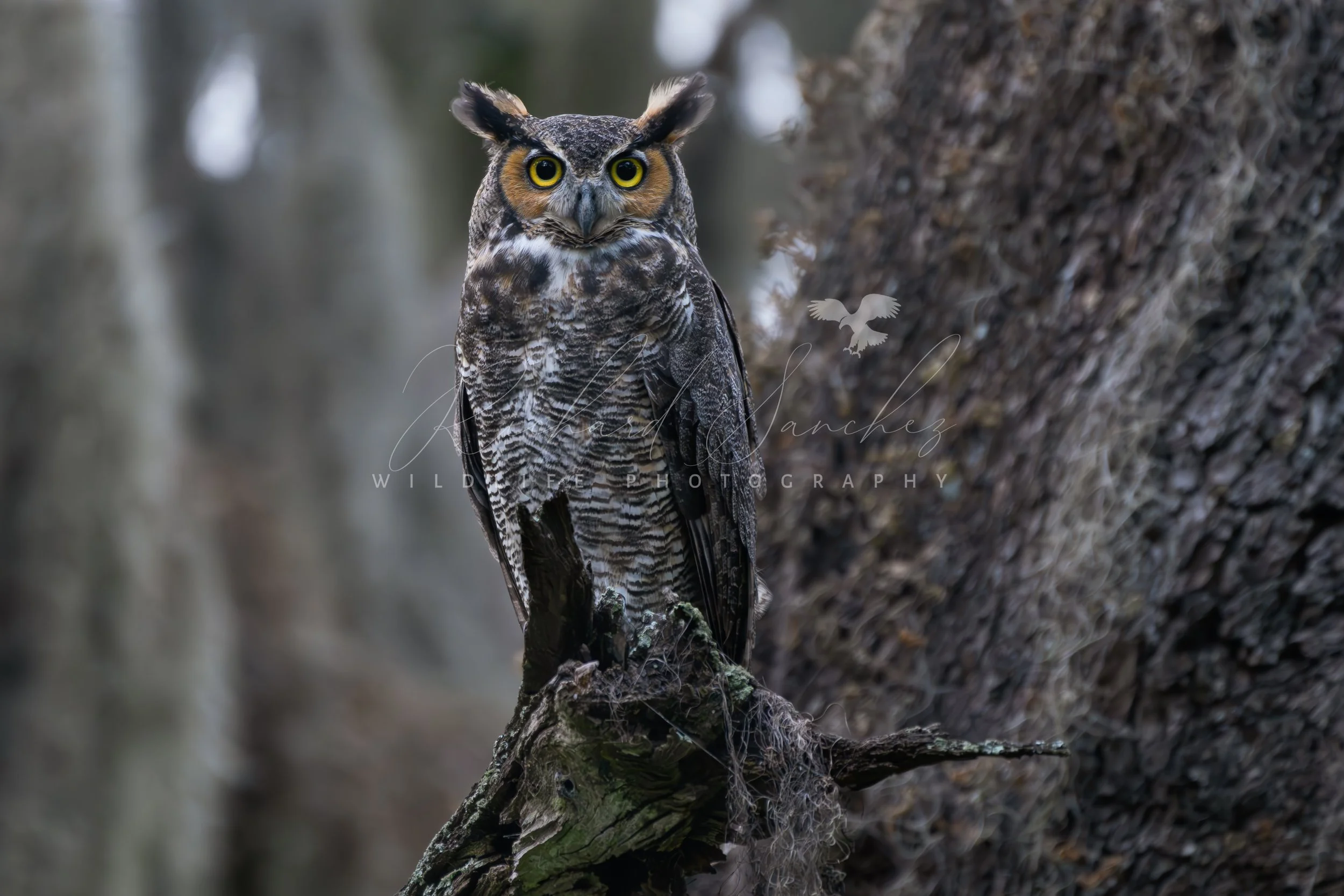 eZy Watermark_15-12-2025_02-27-24-0940PM.JPG