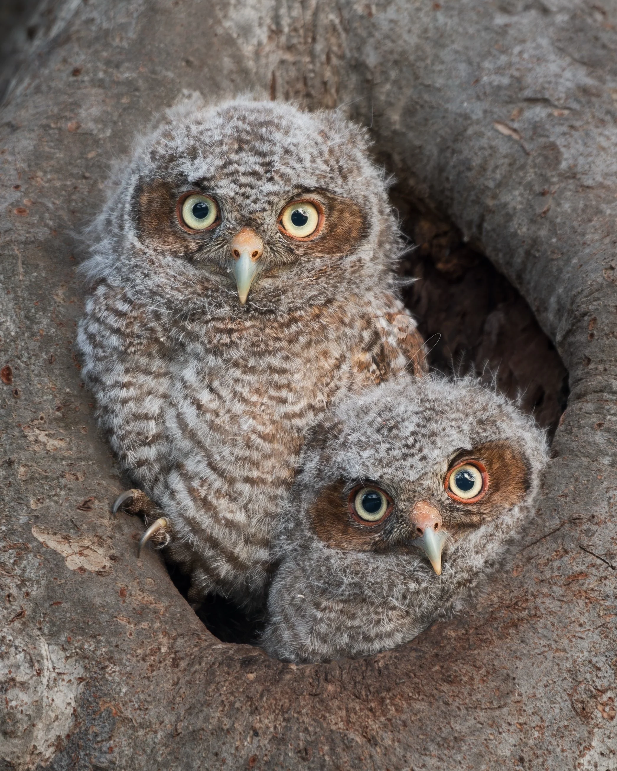 eZy Watermark_20-12-2025_02-26-25-0430PM.JPG