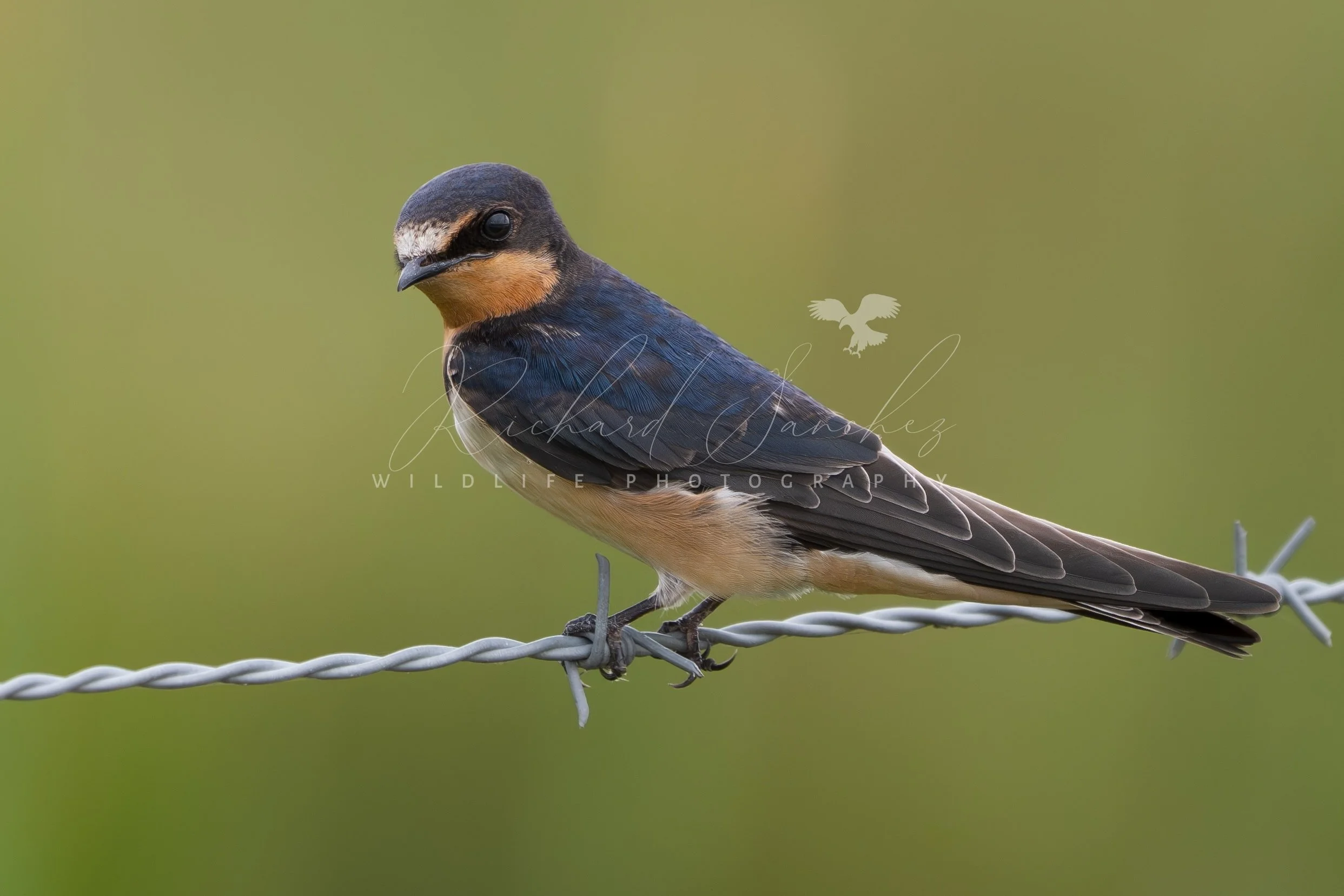 eZy Watermark_15-12-2025_02-27-45-3280PM.JPG