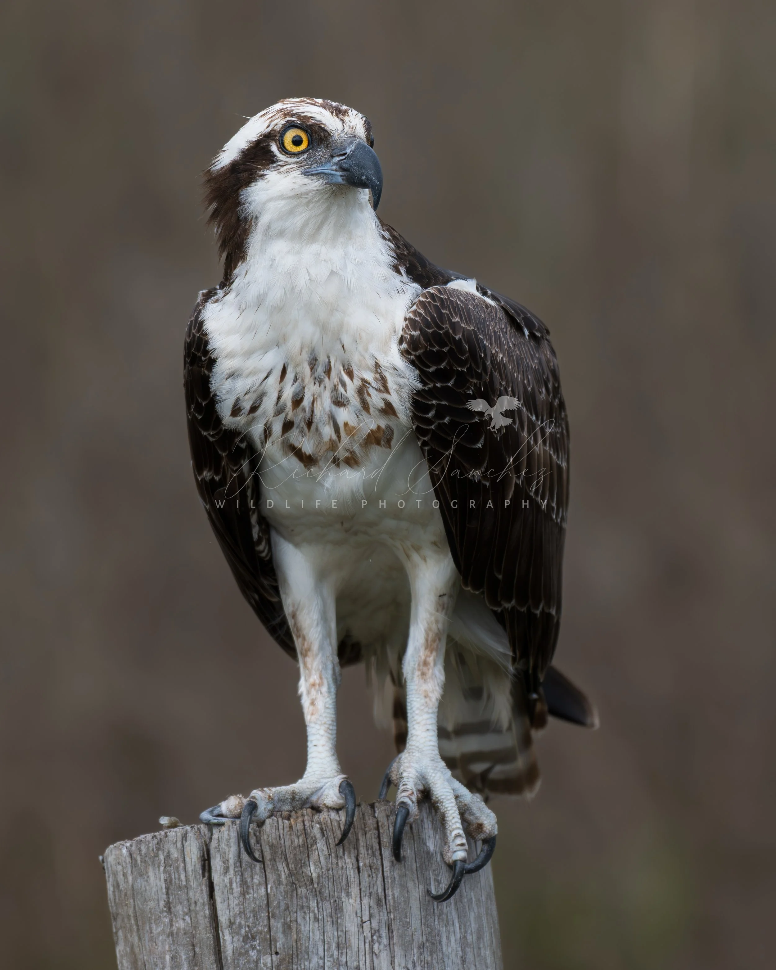 eZy Watermark_15-12-2025_02-27-47-9030PM.JPG