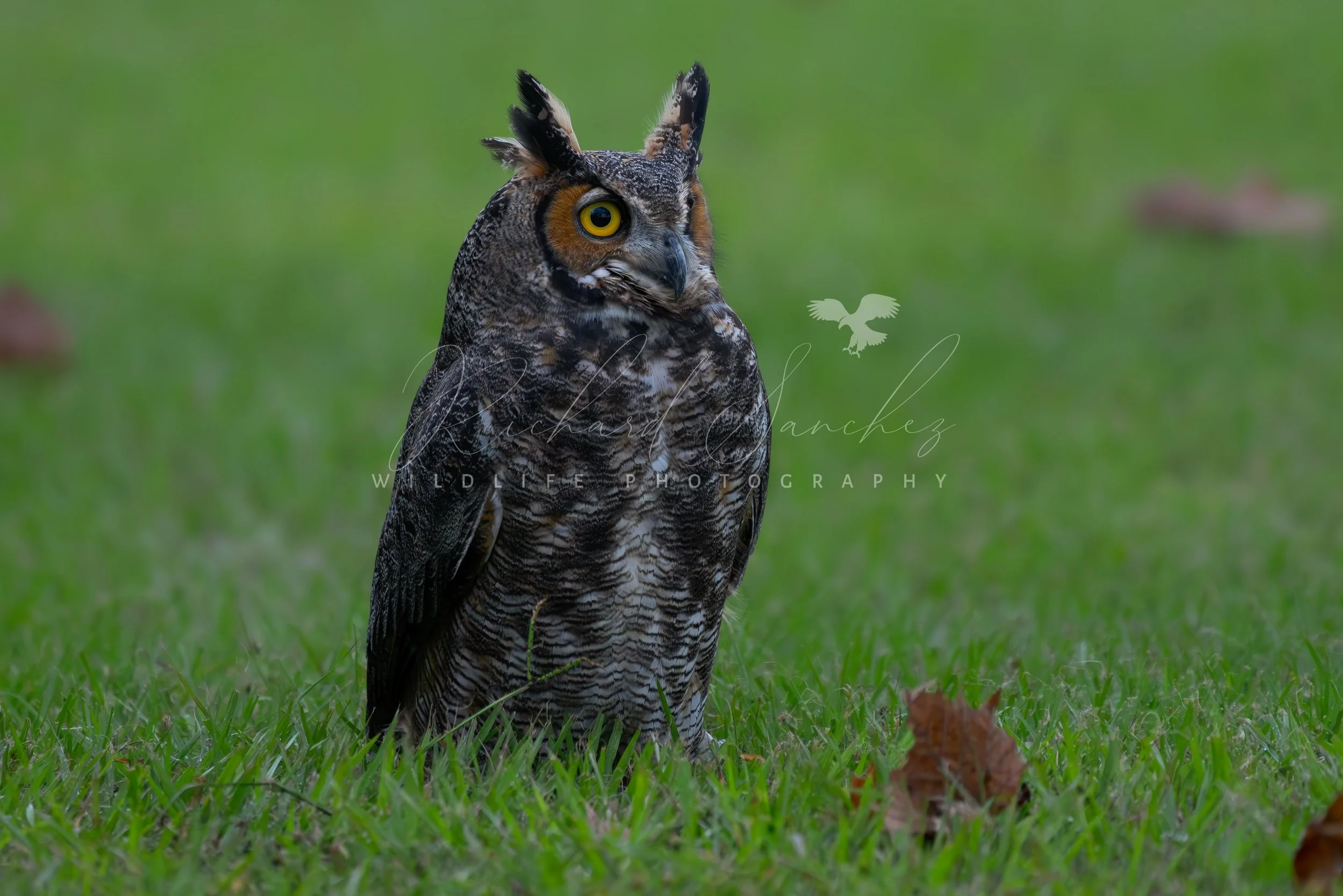 eZy Watermark_15-12-2025_02-27-24-7310PM.JPG