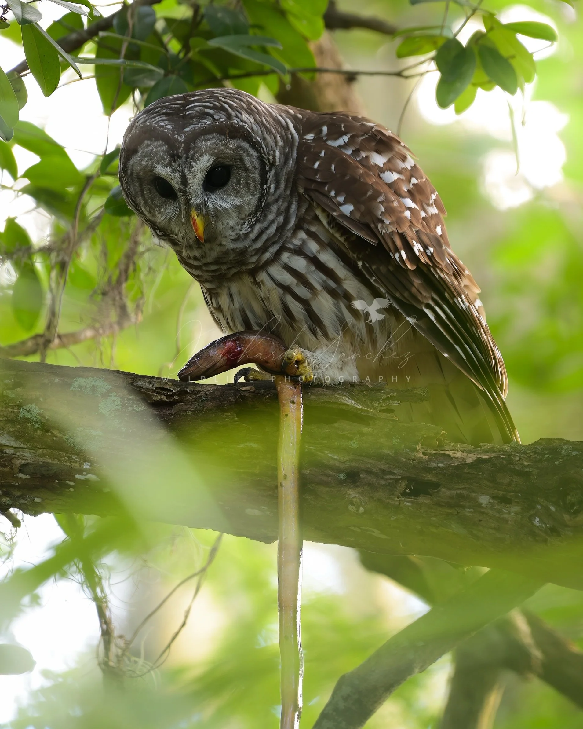 eZy Watermark_15-12-2025_02-27-29-1950PM.JPG