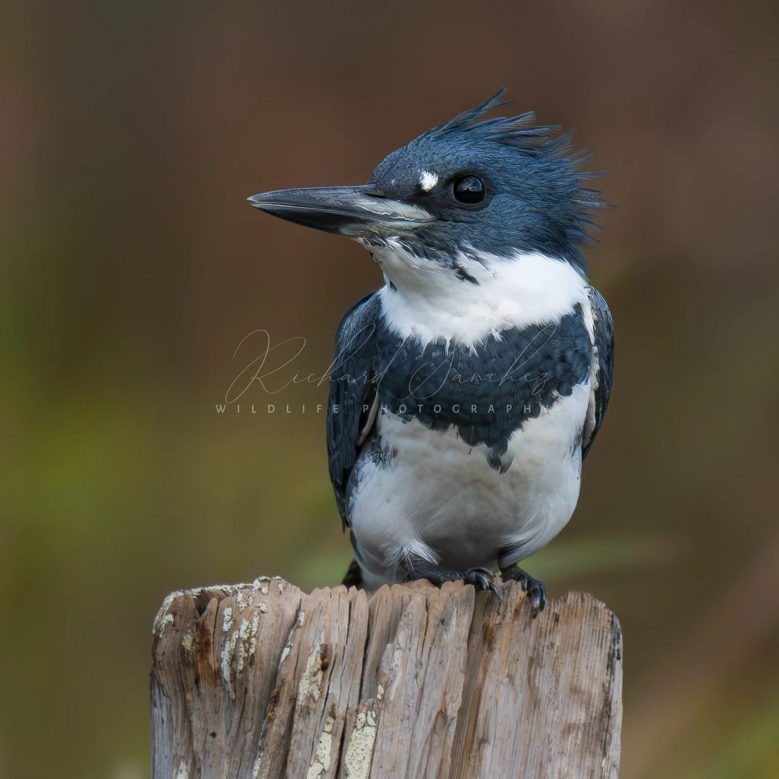 eZy Watermark_15-12-2025_02-27-39-1430PM.JPG