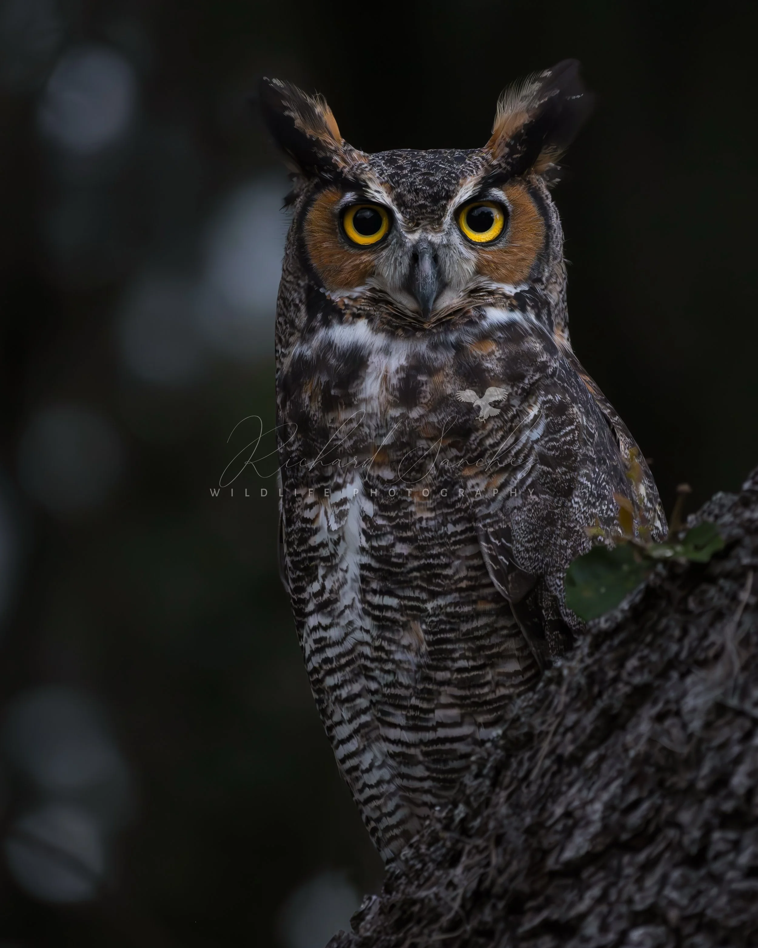 eZy Watermark_15-12-2025_02-27-25-8920PM.JPG