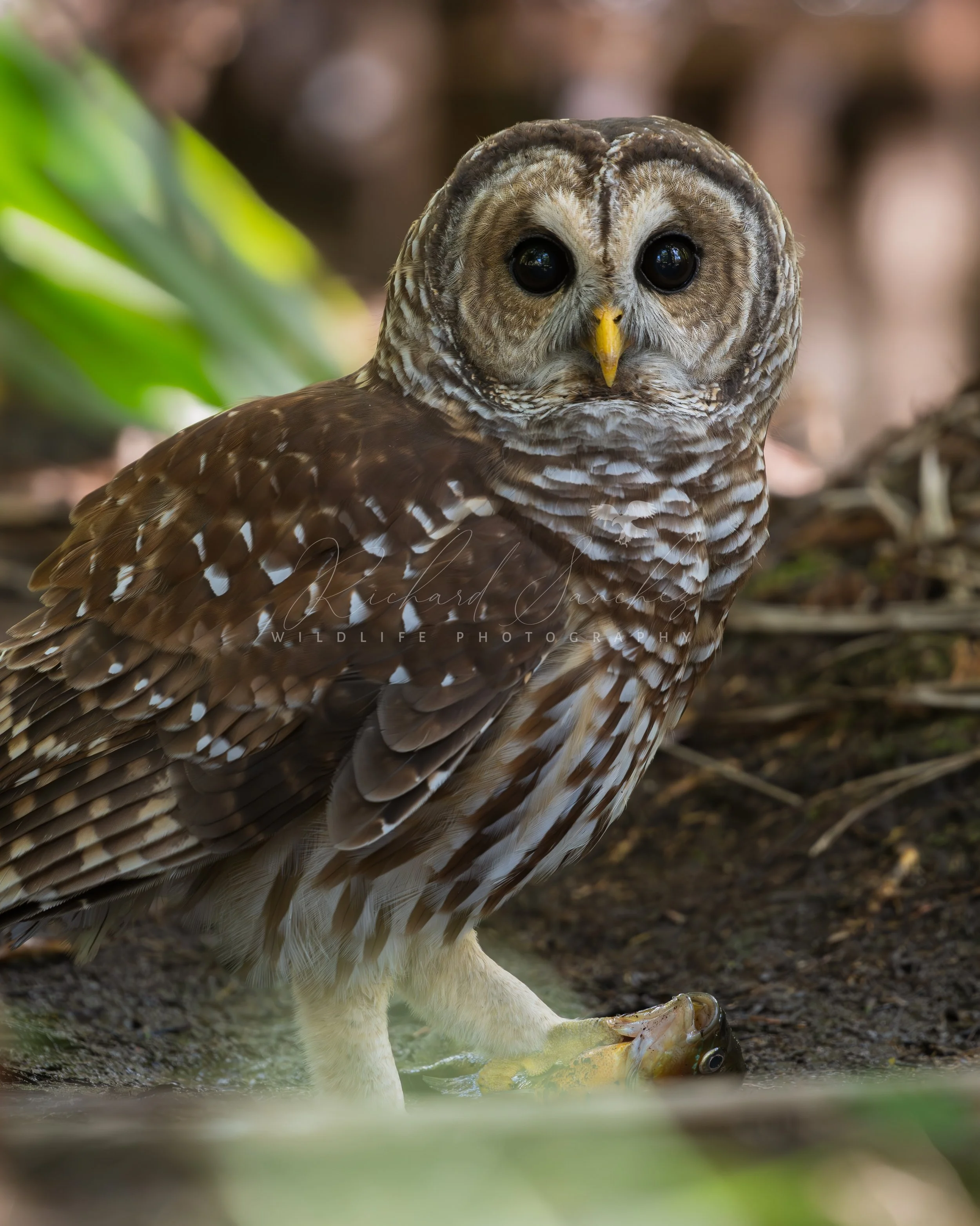 eZy Watermark_15-12-2025_02-27-19-4630PM.JPG