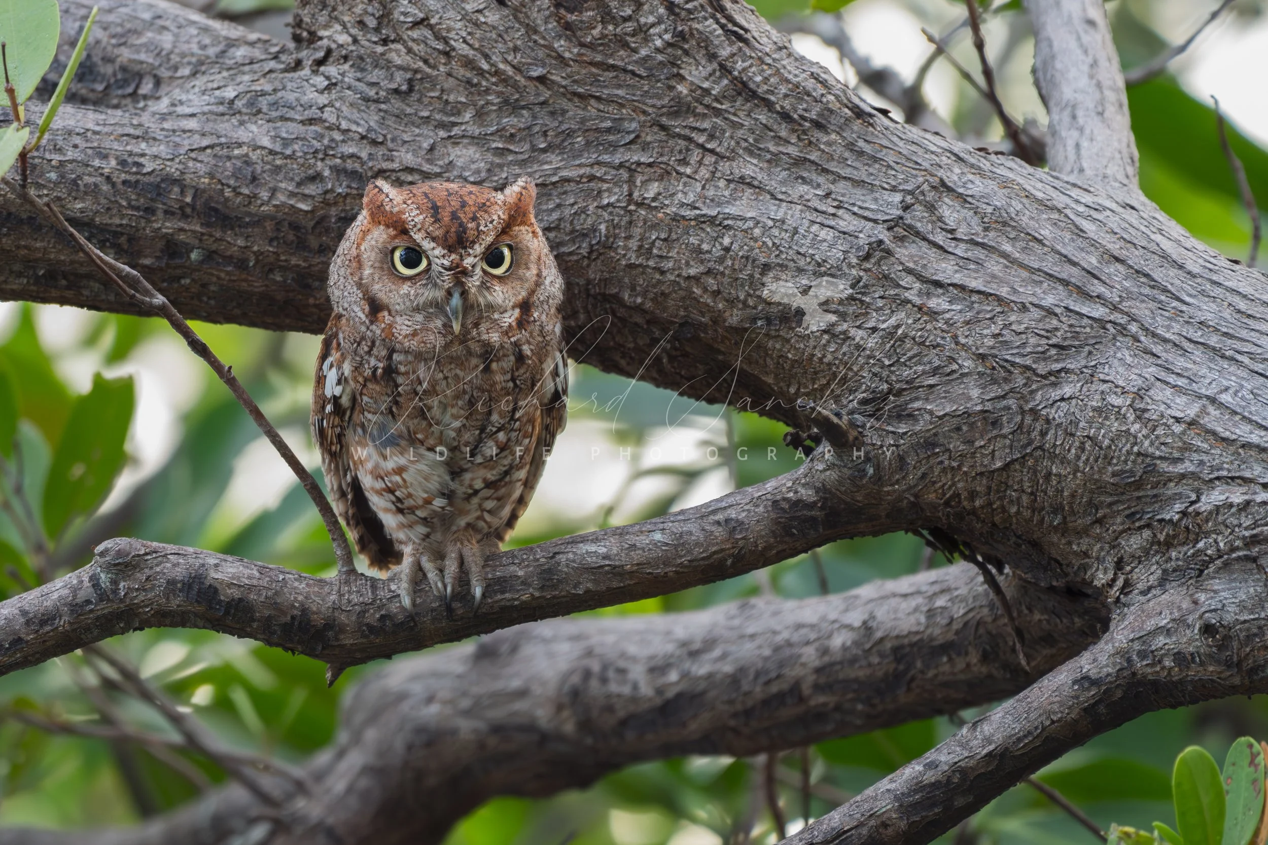 eZy Watermark_20-12-2025_02-26-21-7010PM.JPG