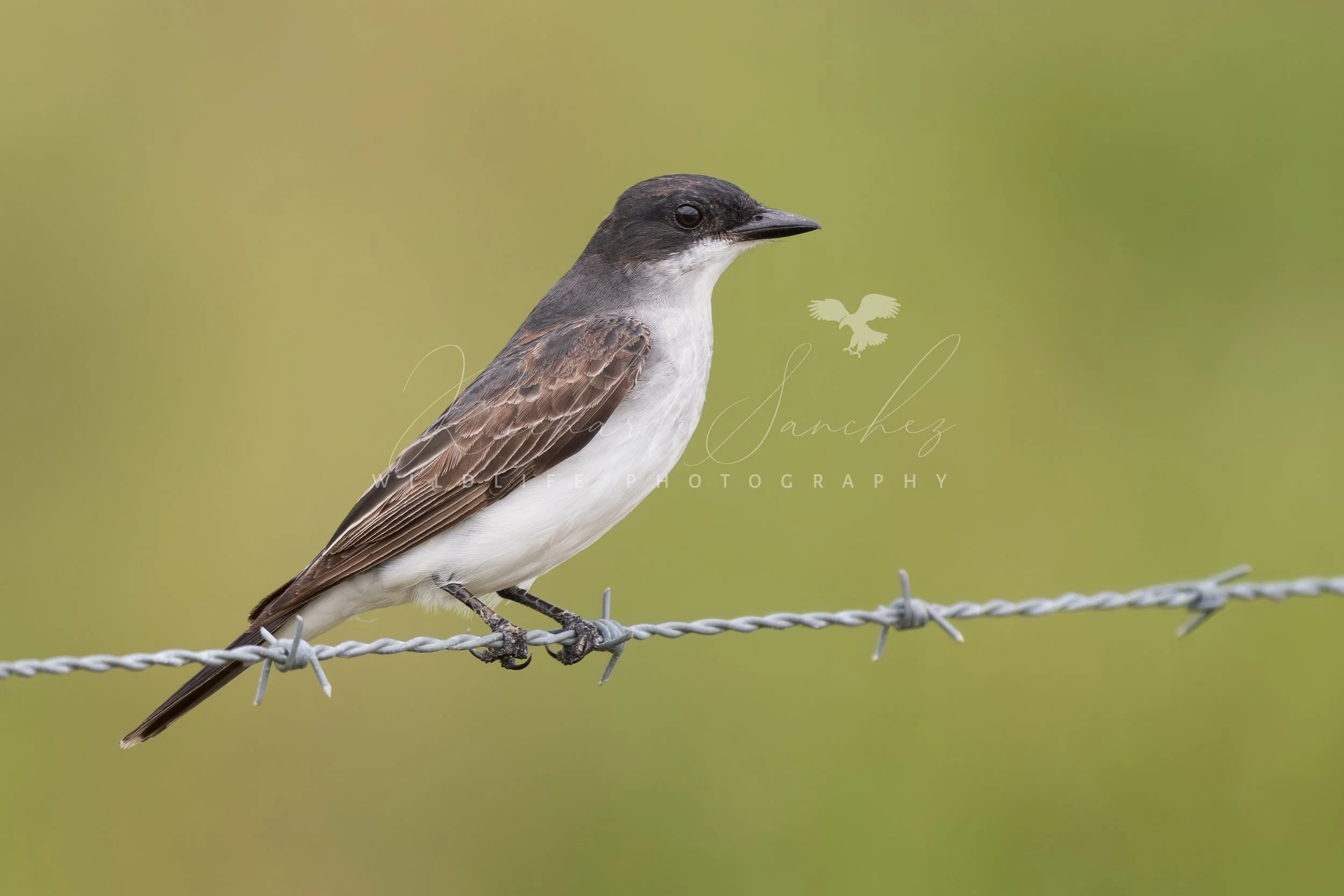 eZy Watermark_15-12-2025_02-27-46-1240PM.JPG