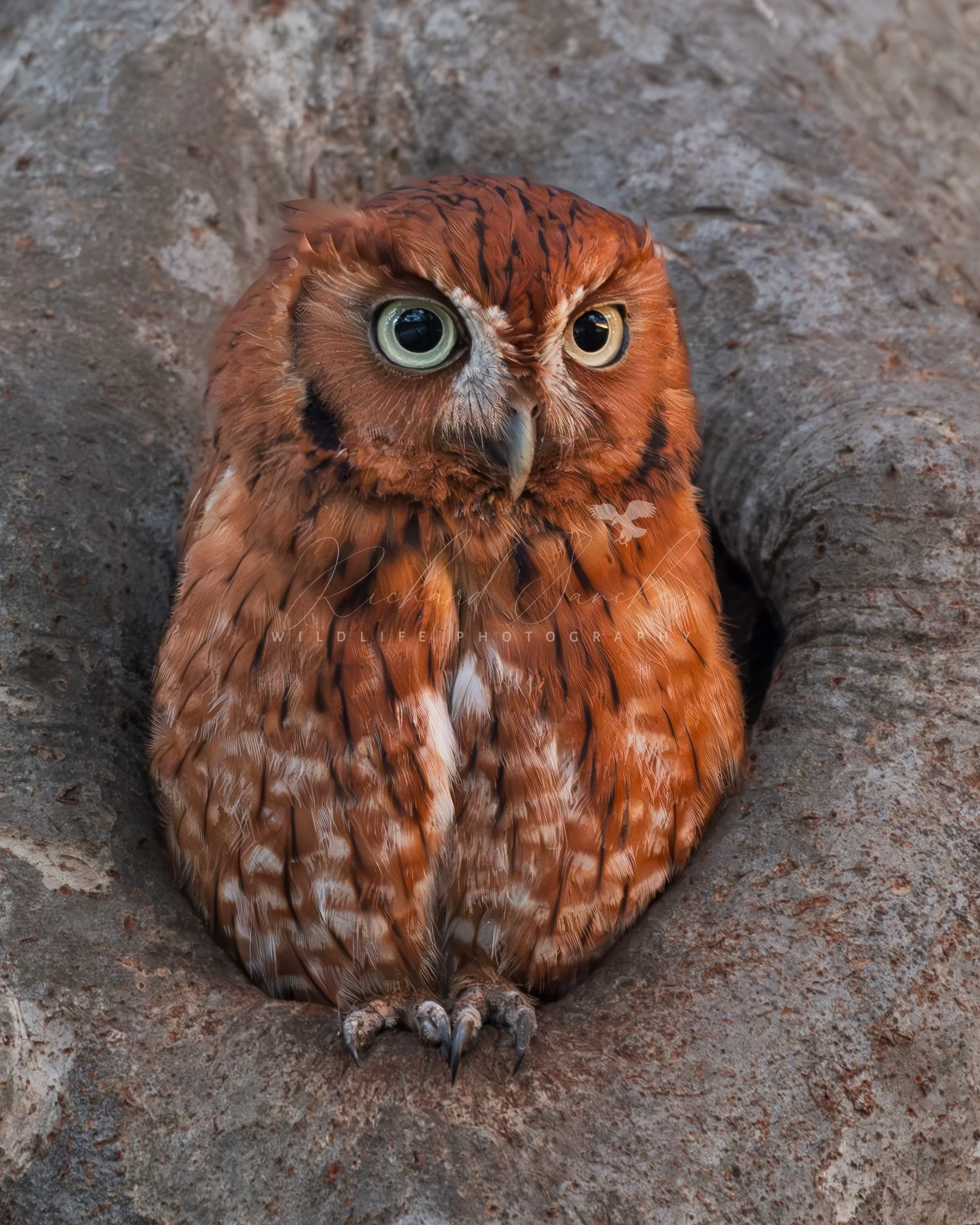 eZy Watermark_20-12-2025_02-26-22-2440PM.JPG