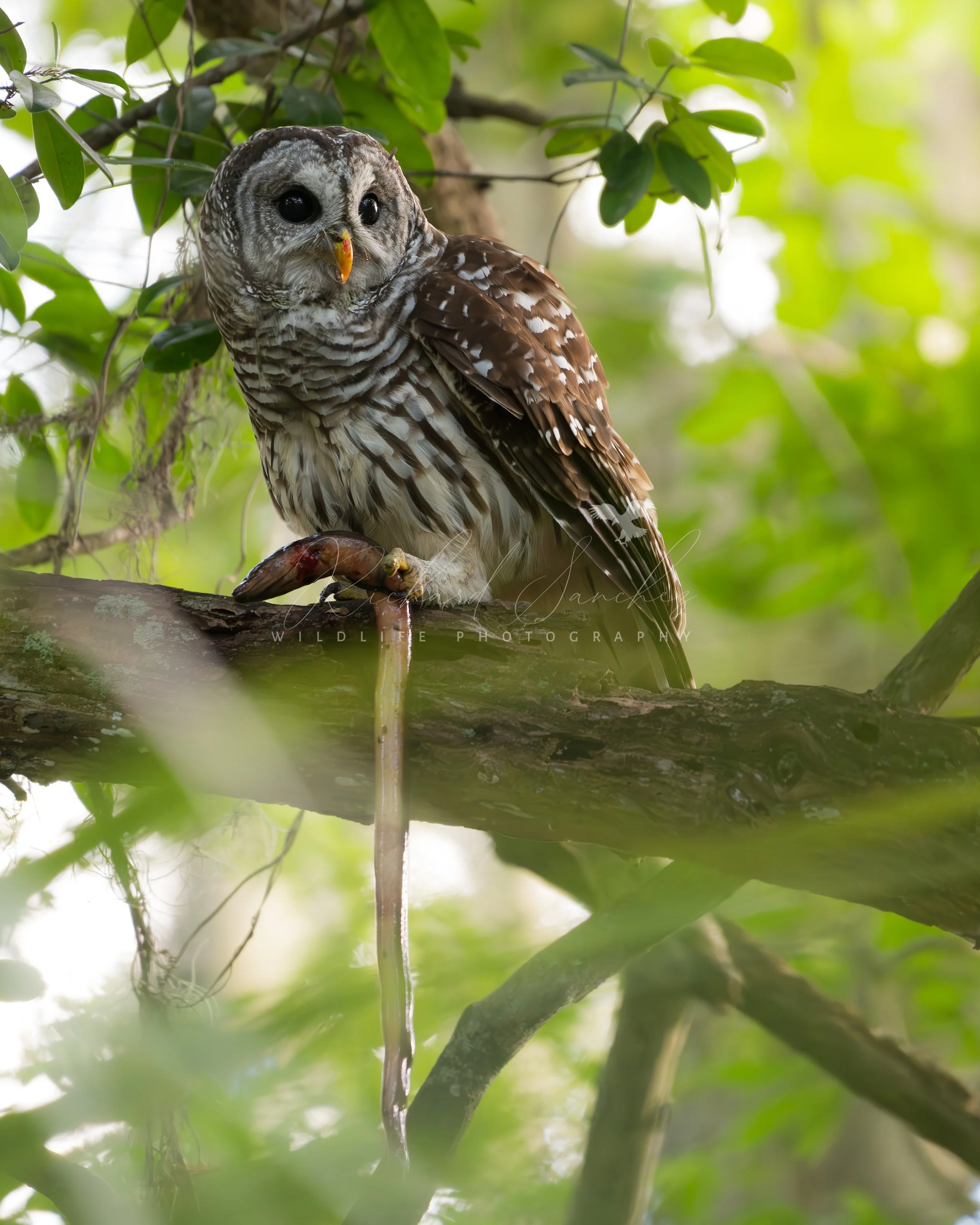 eZy Watermark_15-12-2025_02-27-16-1710PM.JPG