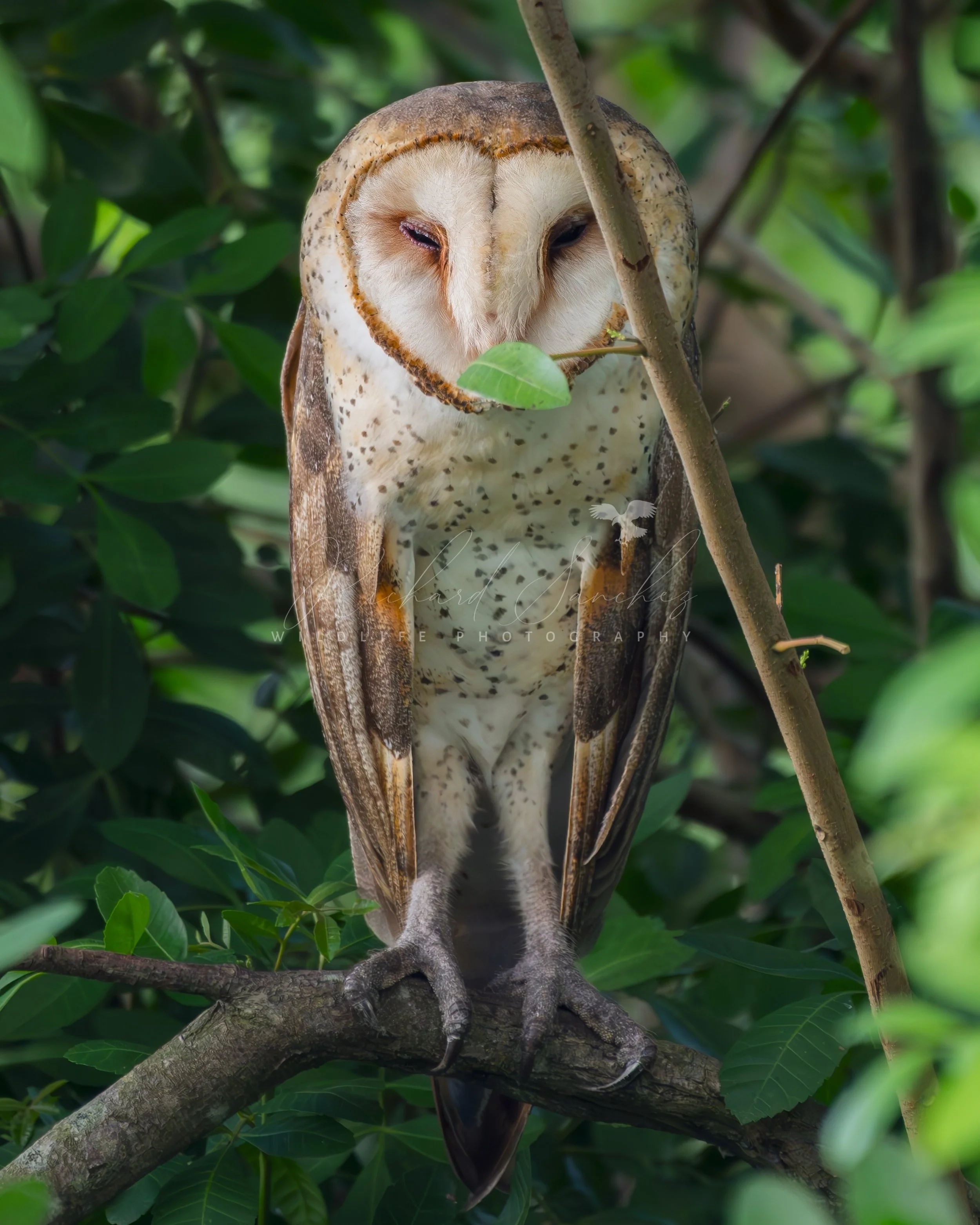 eZy Watermark_15-12-2025_02-27-11-1250PM.JPG