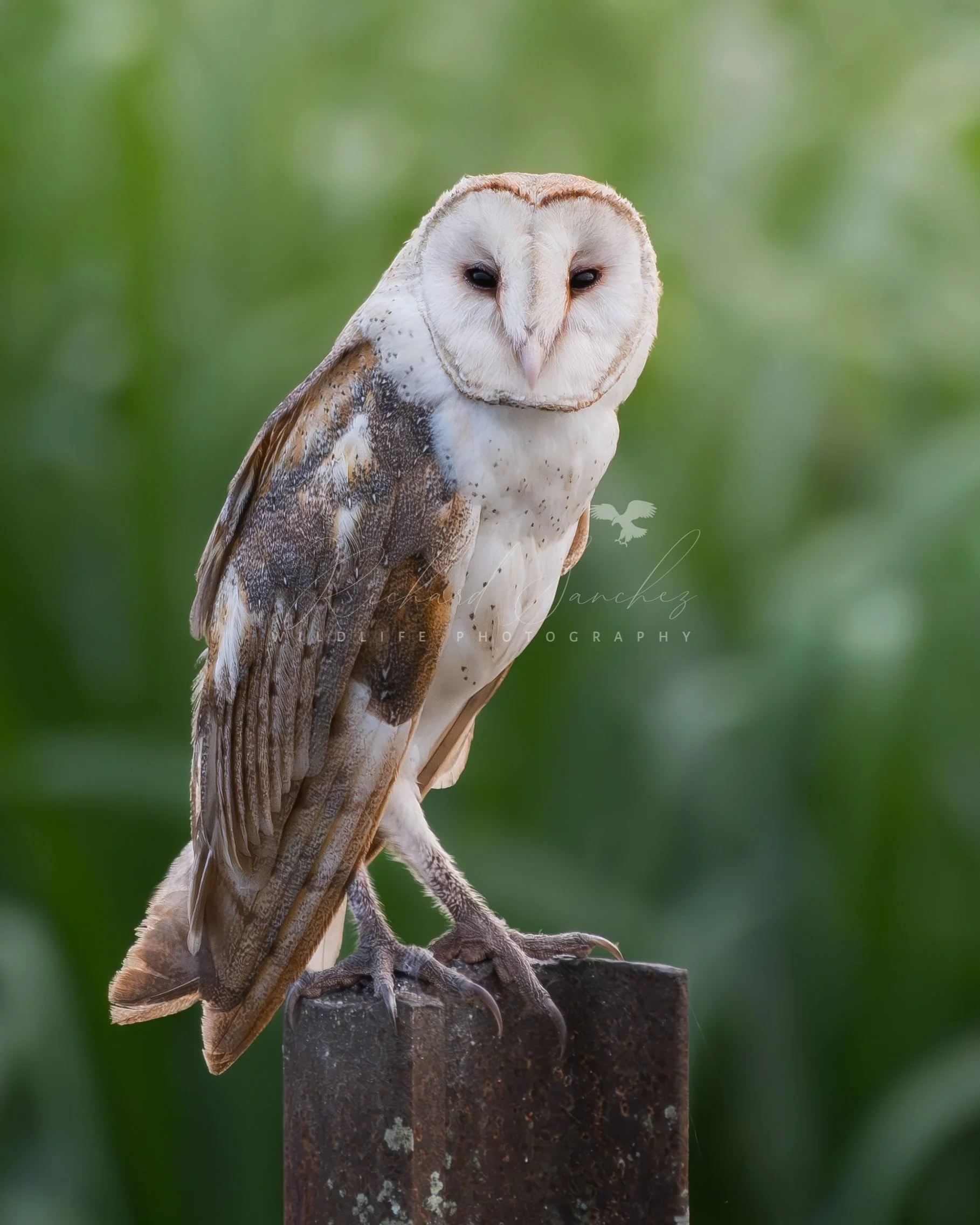 eZy Watermark_15-12-2025_02-27-11-7030PM.JPG