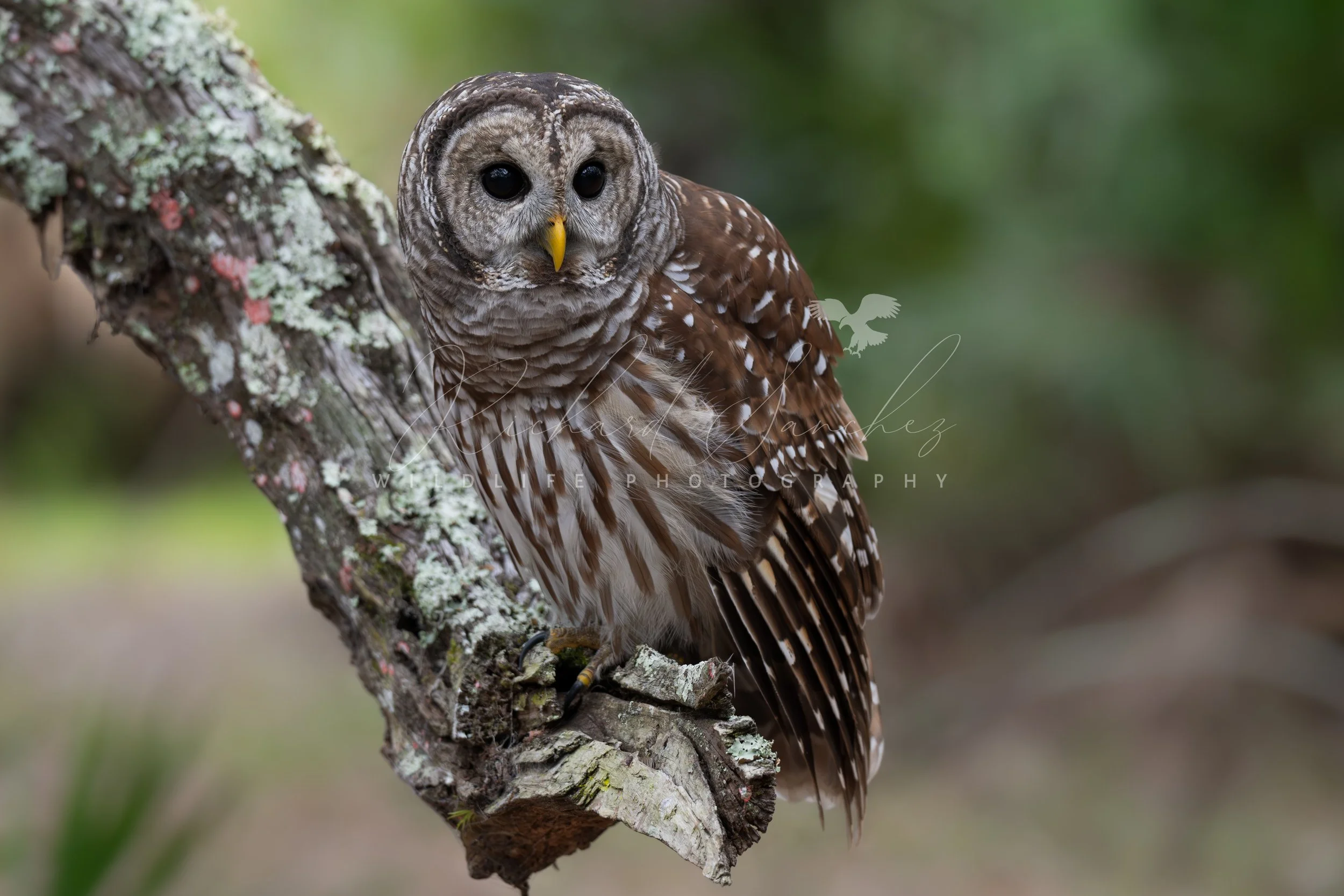 eZy Watermark_15-12-2025_02-27-33-2150PM.JPG