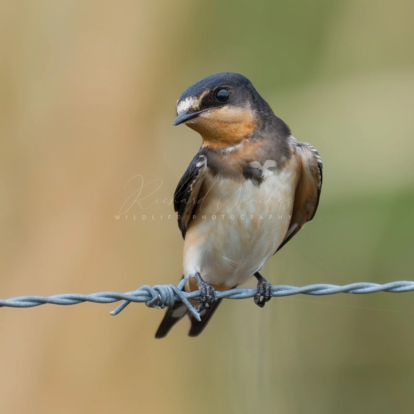 eZy Watermark_15-12-2025_02-27-45-5640PM.JPG