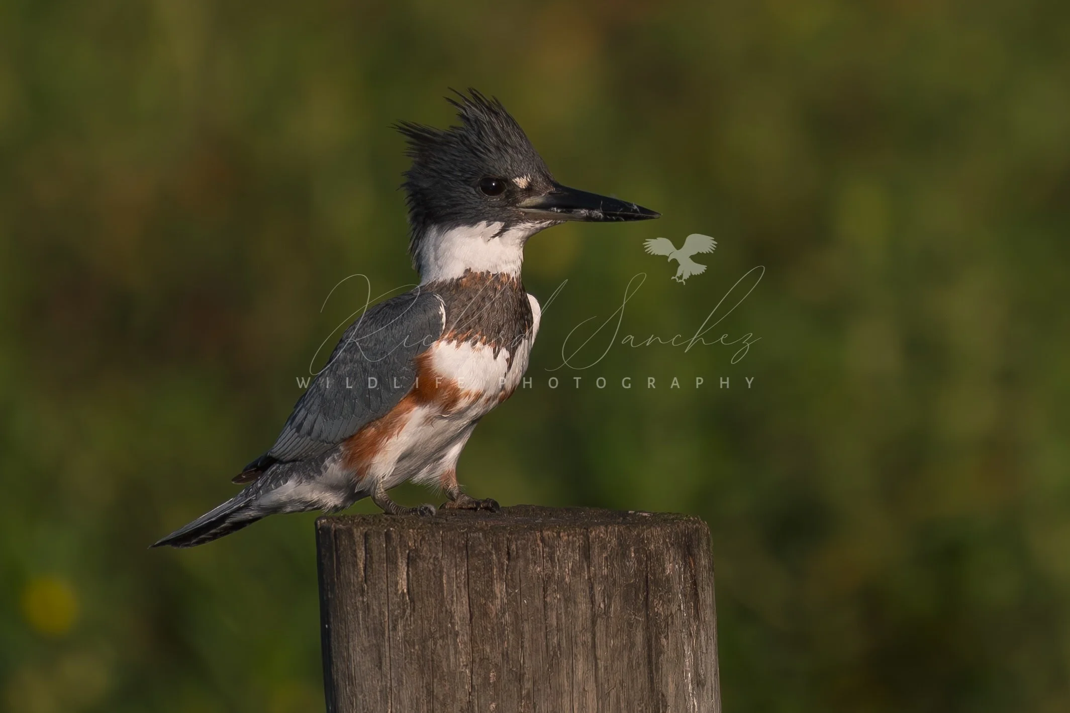 eZy Watermark_15-12-2025_02-27-10-4880PM.JPG