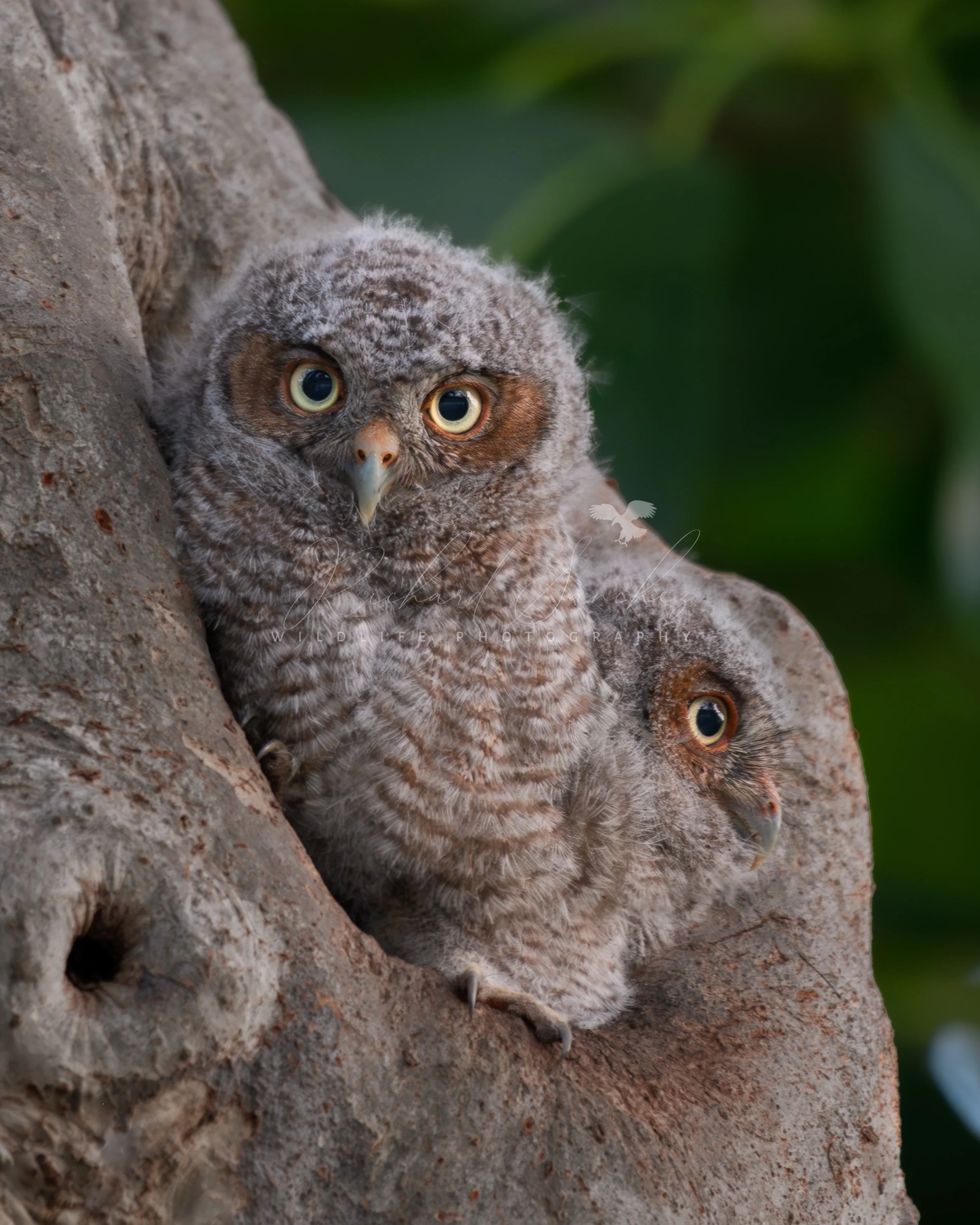 eZy Watermark_20-12-2025_02-26-24-5260PM.JPG