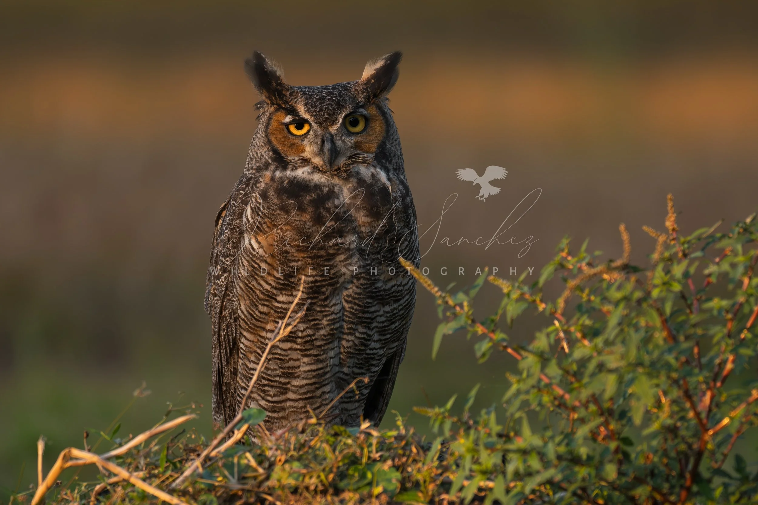 eZy Watermark_15-12-2025_02-27-37-5690PM.JPG