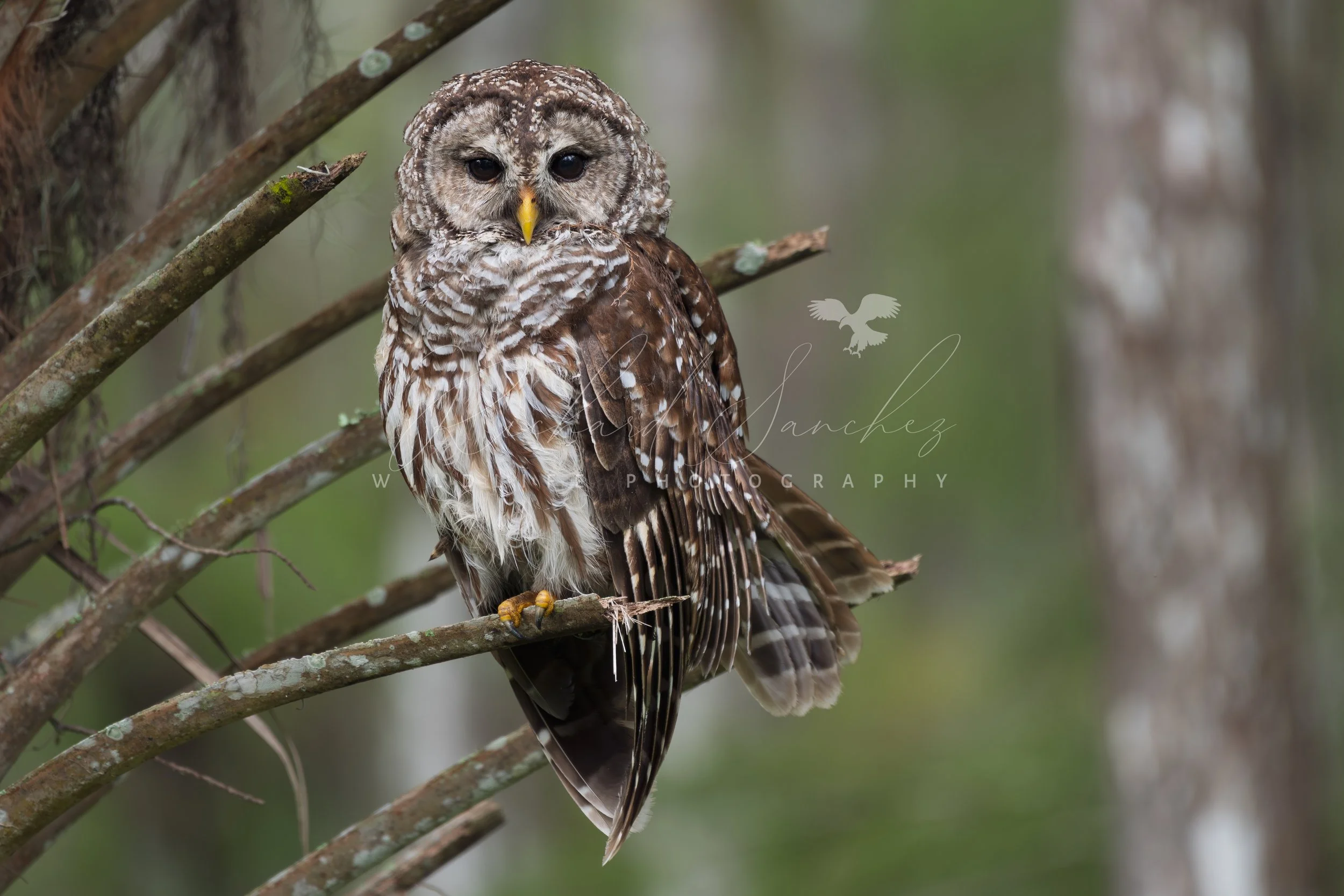 eZy Watermark_15-12-2025_02-27-42-5690PM.JPG