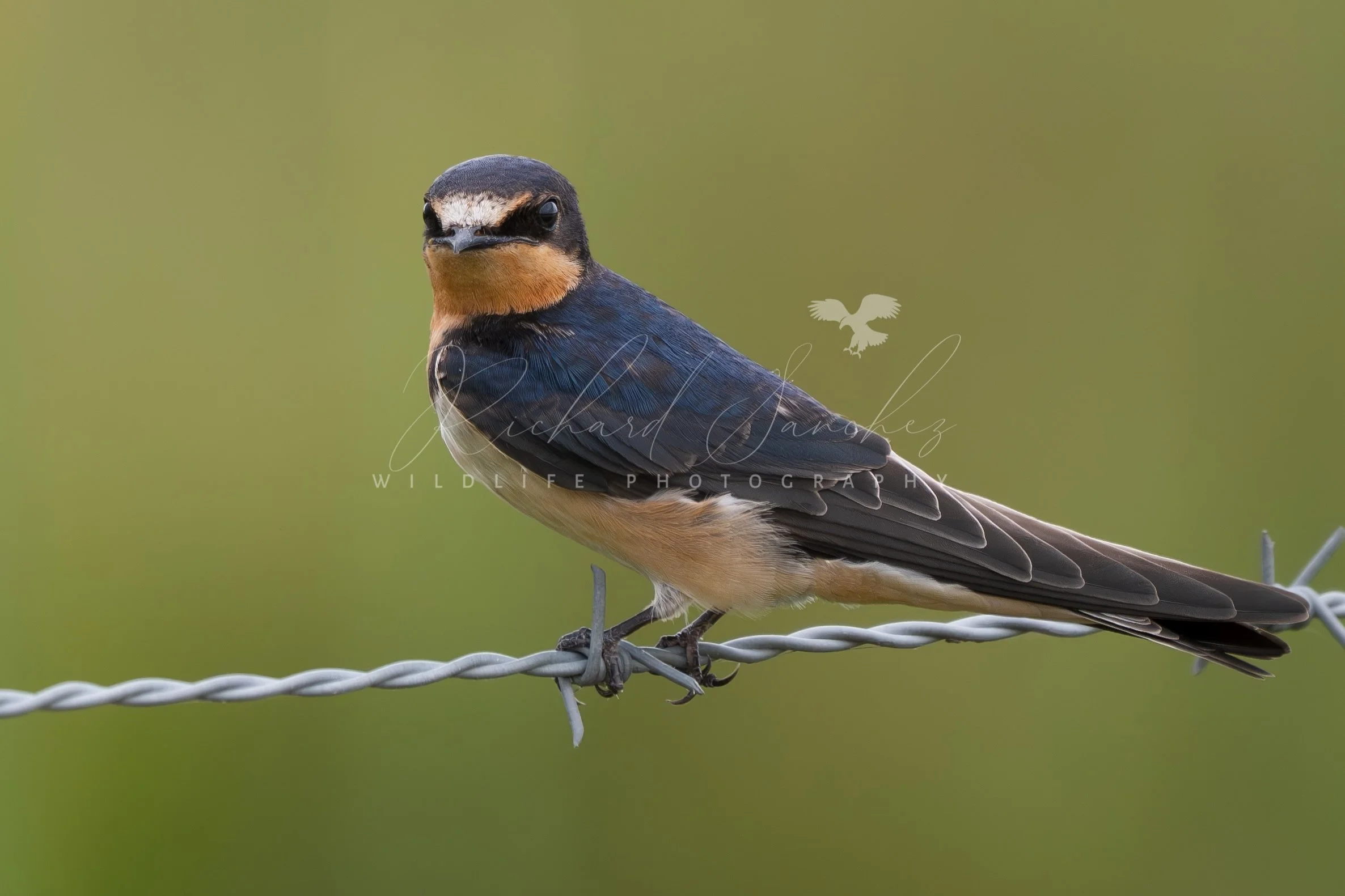 eZy Watermark_15-12-2025_02-27-45-0910PM.JPG