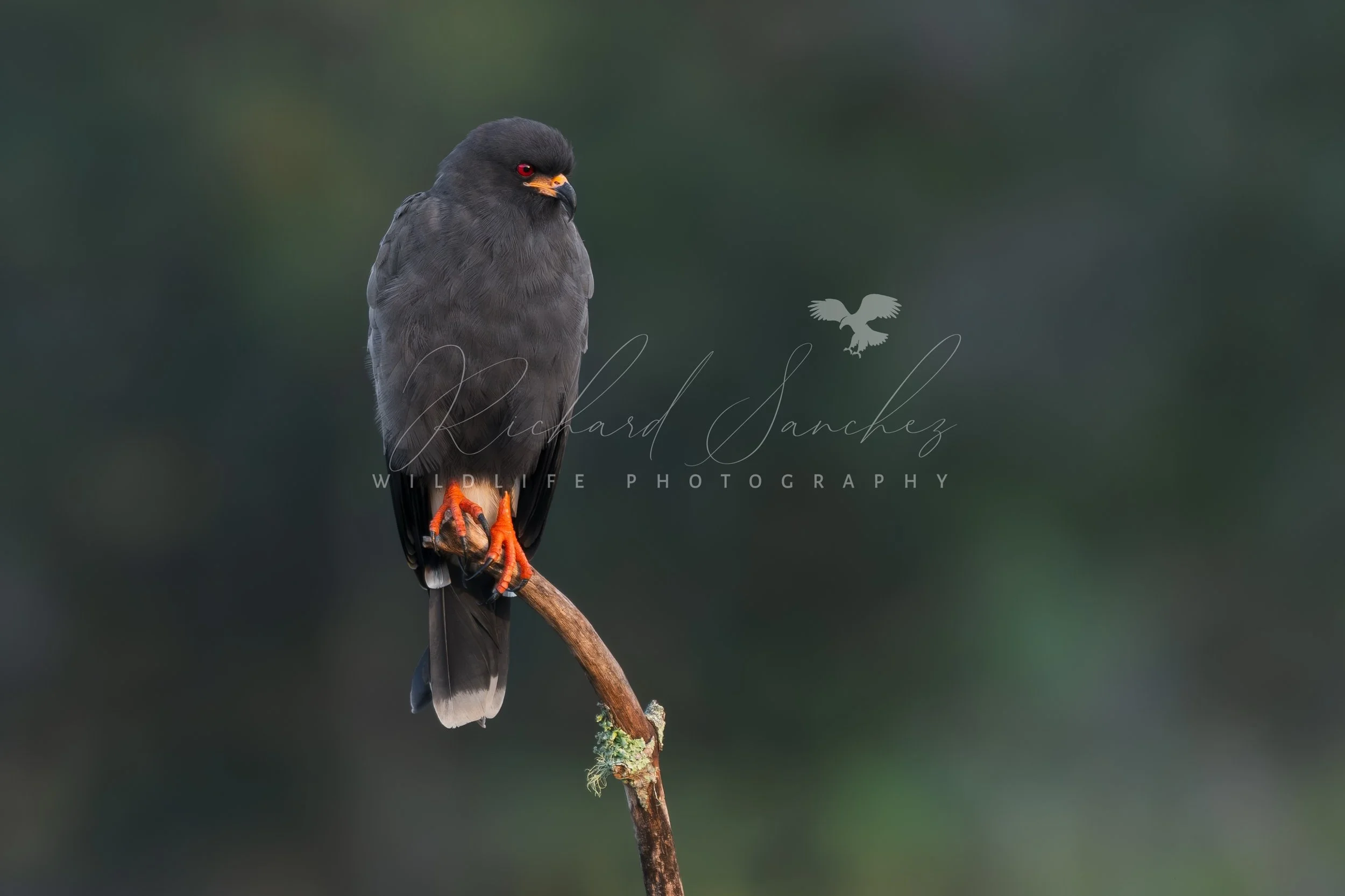 eZy Watermark_15-12-2025_02-27-09-6480PM.JPG