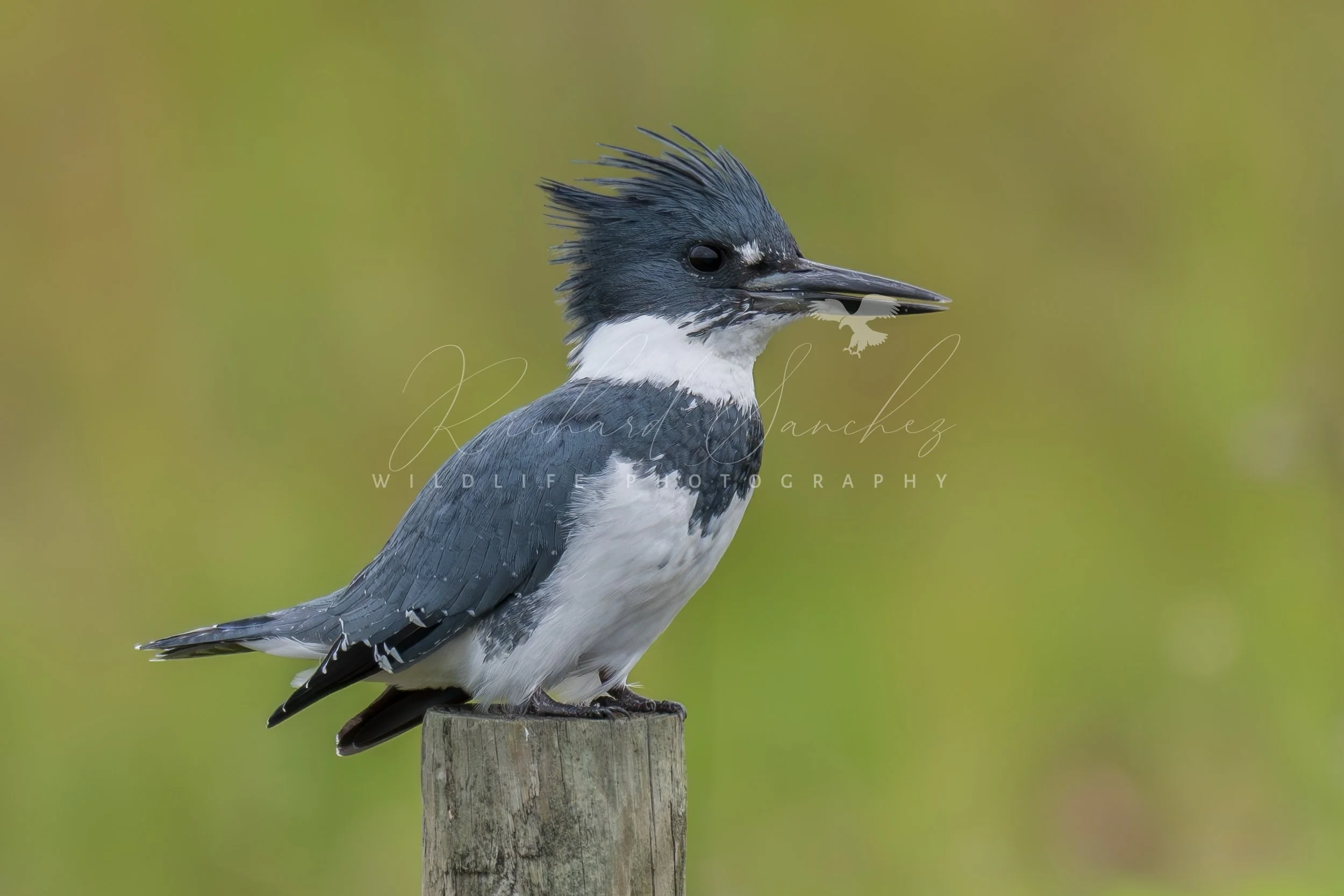 eZy Watermark_15-12-2025_02-27-29-9340PM.JPG