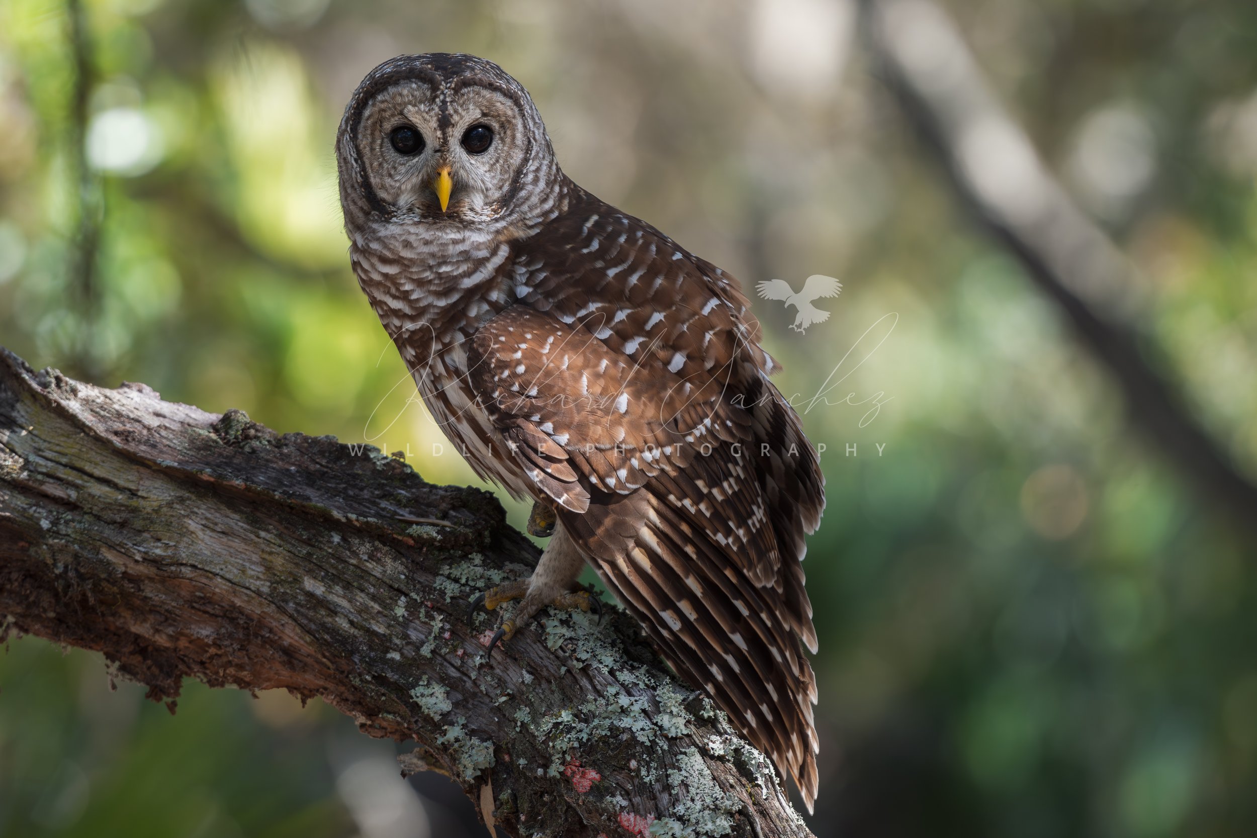 eZy Watermark_15-12-2025_02-27-28-0420PM.JPG