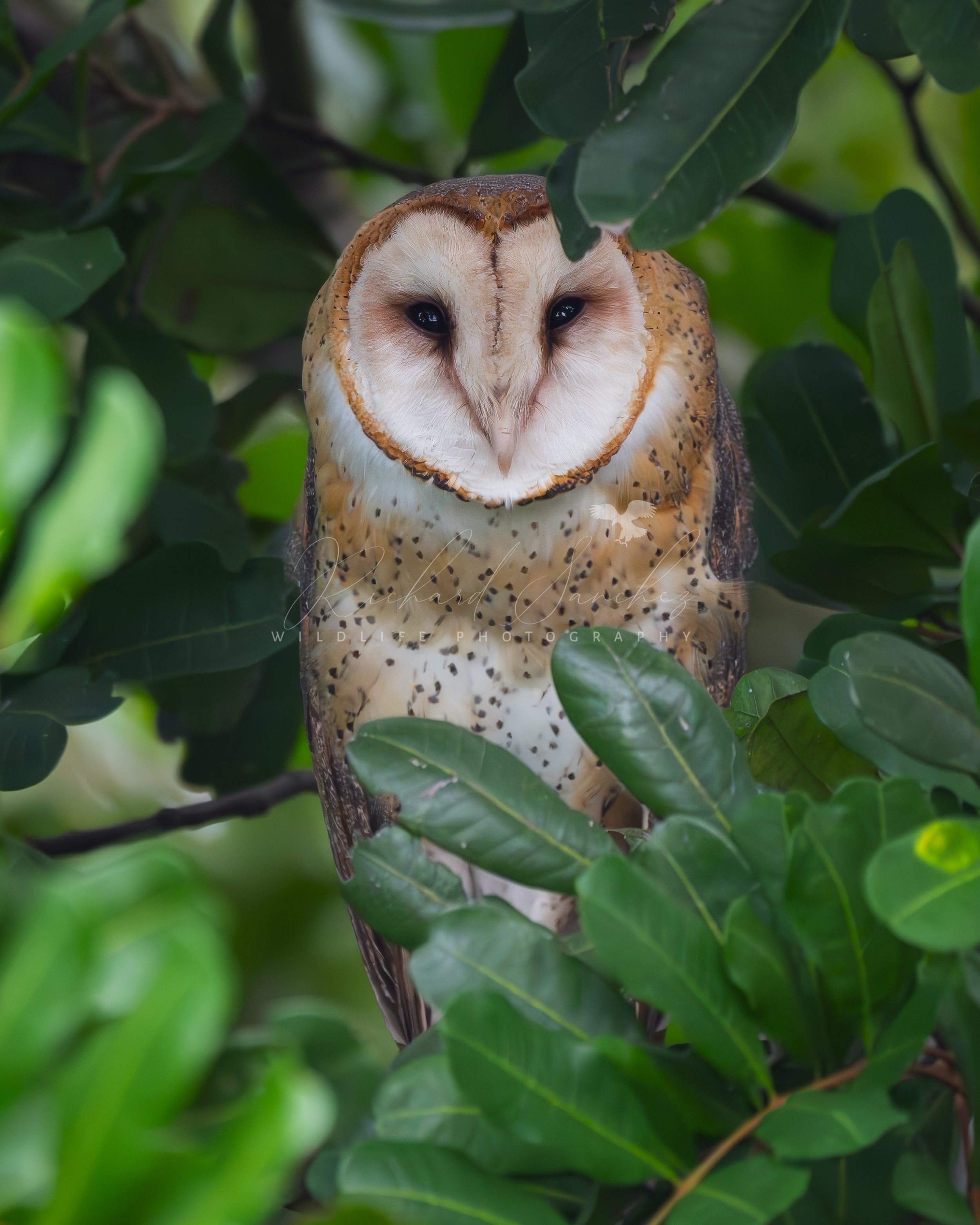 eZy Watermark_15-12-2025_02-27-11-3850PM.JPG