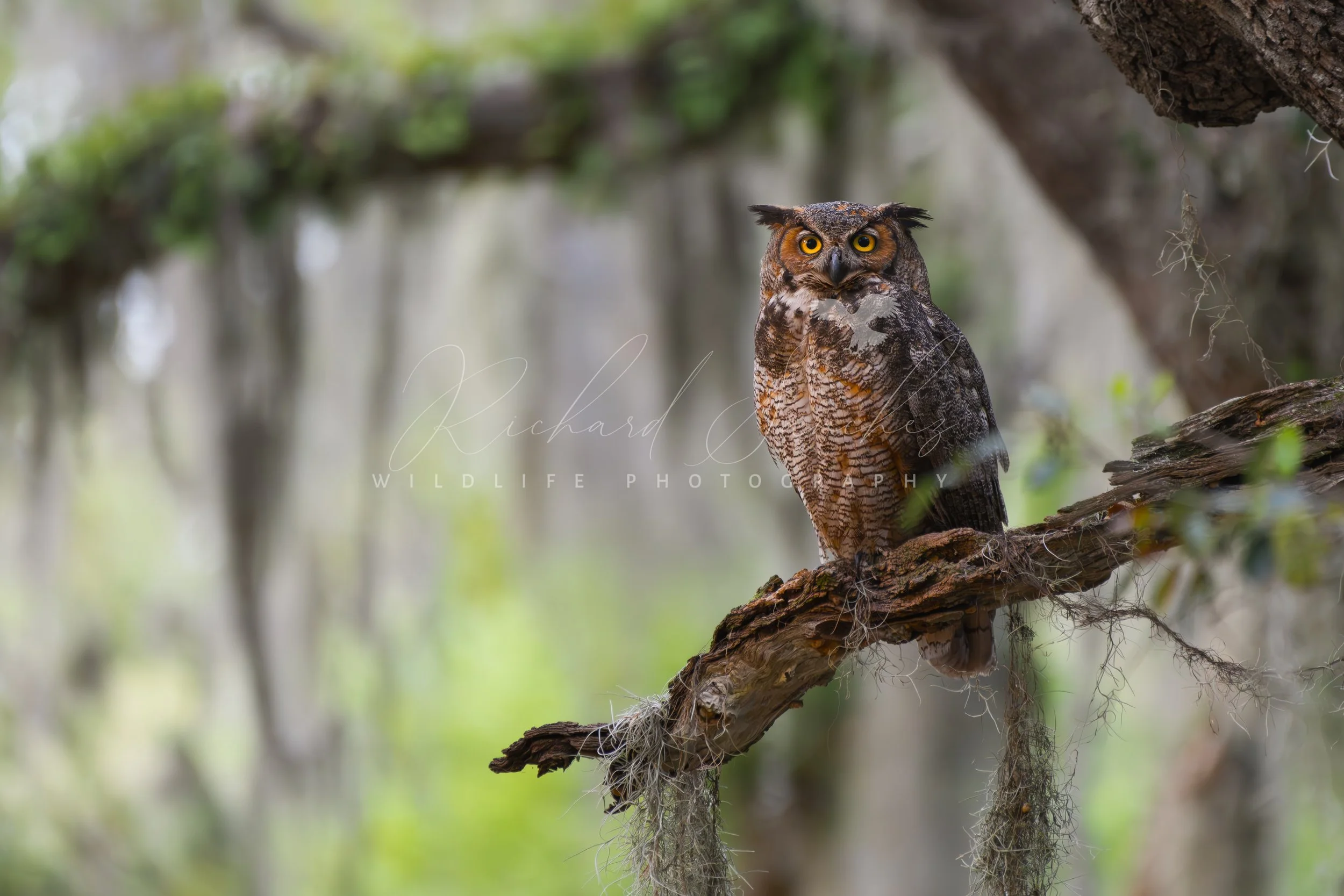 eZy Watermark_15-12-2025_02-27-08-4350PM.JPG