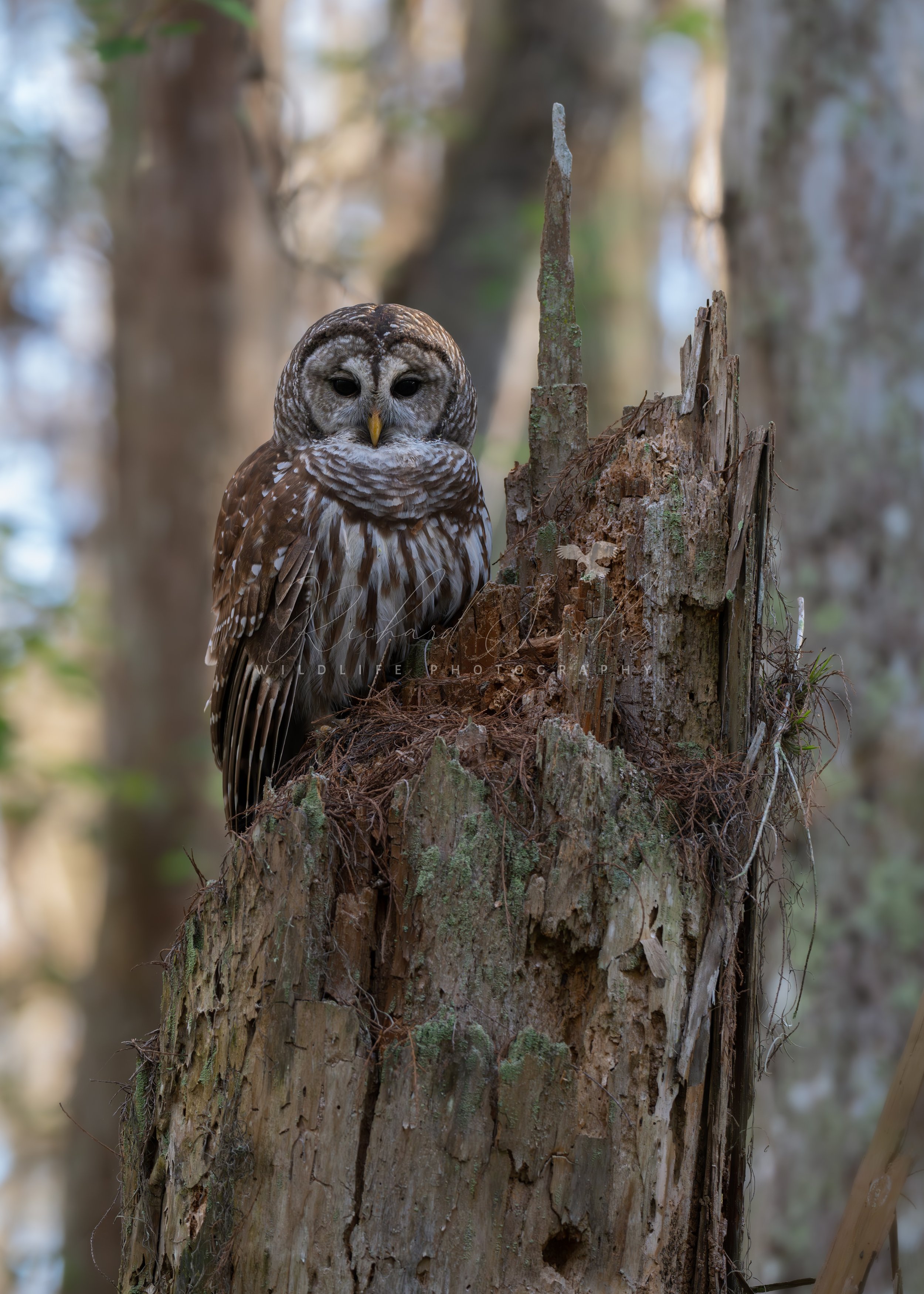 eZy Watermark_15-12-2025_02-27-52-1960PM.JPG