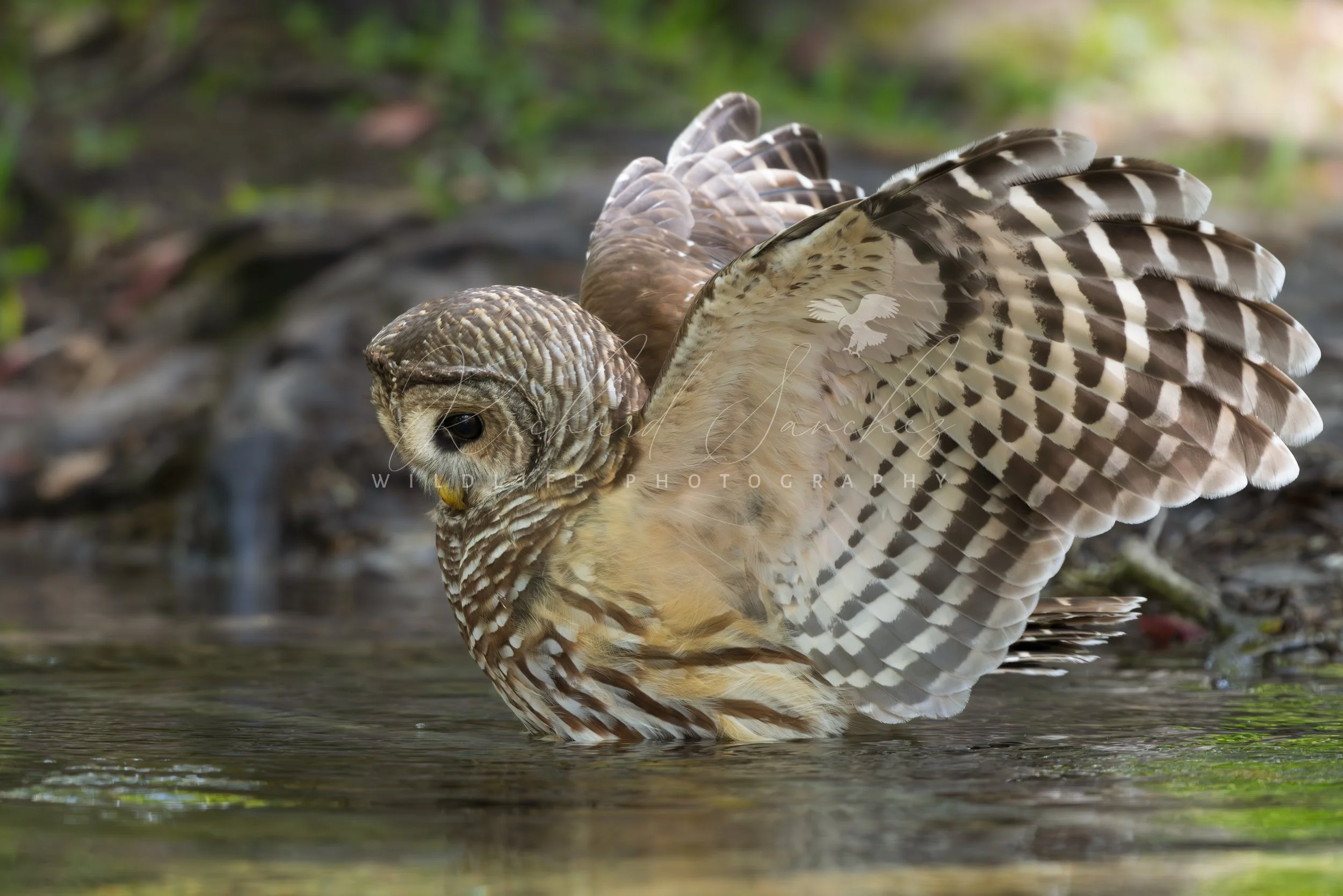 eZy Watermark_15-12-2025_02-27-21-1540PM.JPG