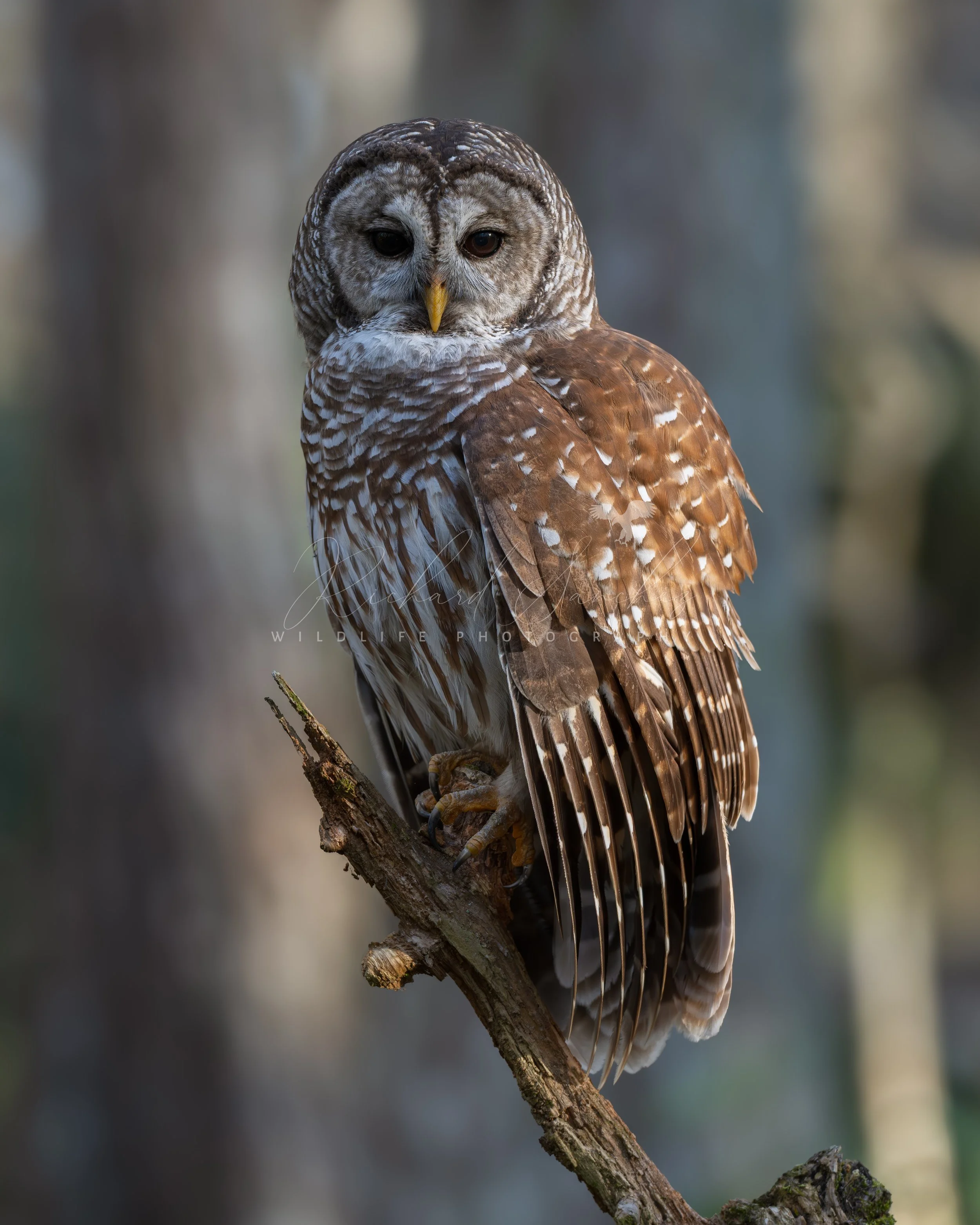 eZy Watermark_15-12-2025_02-27-53-0560PM.JPG