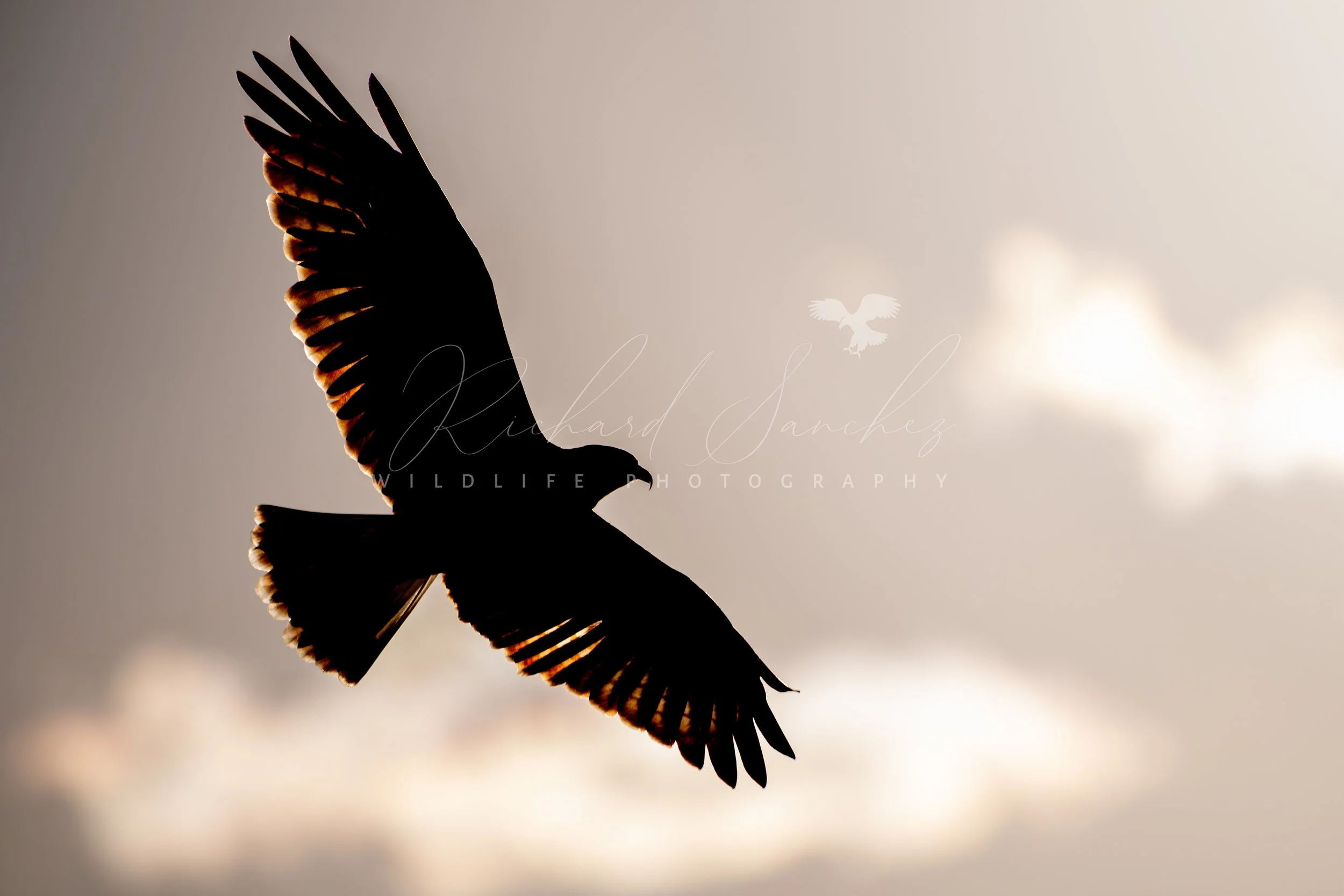 eZy Watermark_15-12-2025_02-27-28-6400PM.JPG