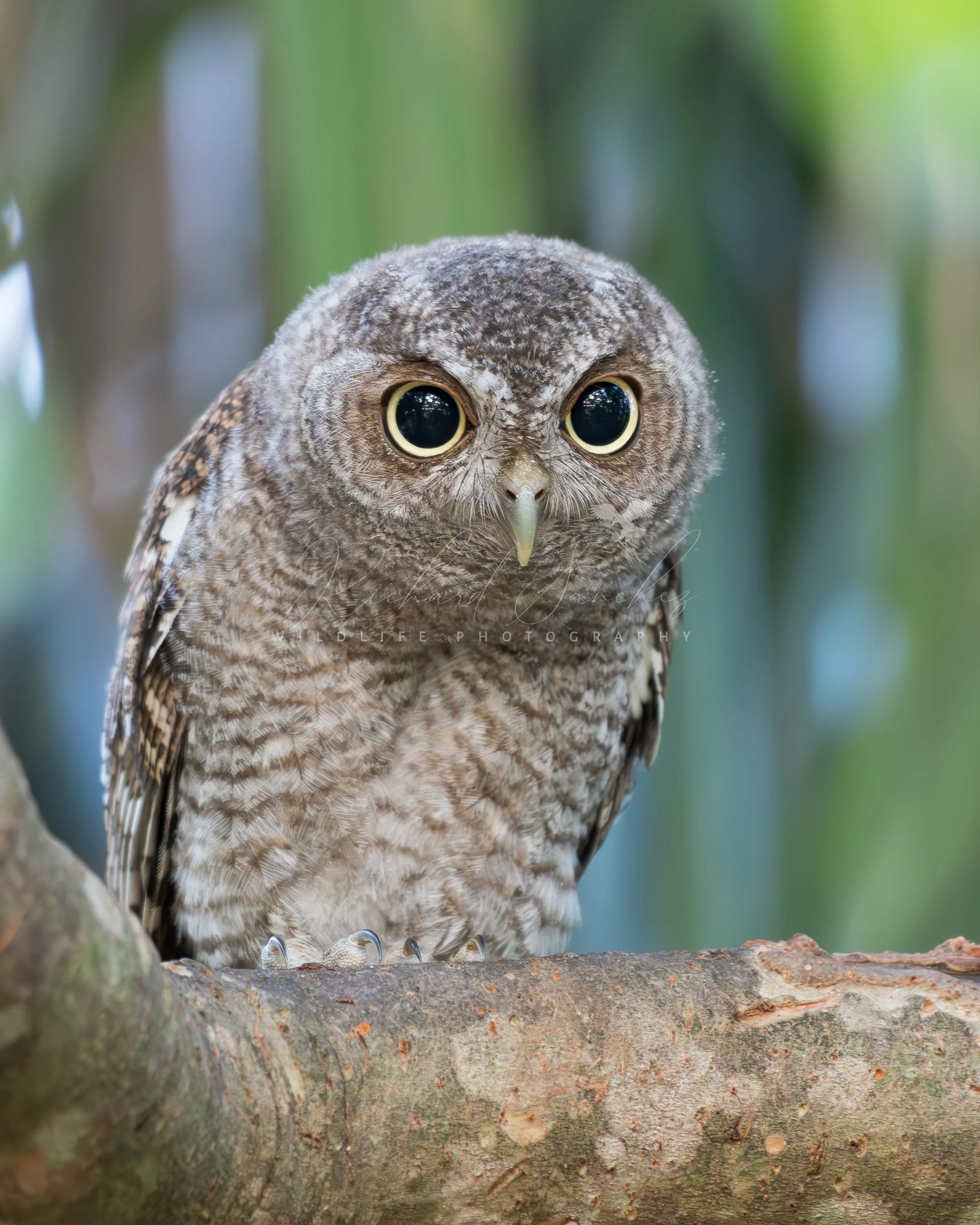 eZy Watermark_20-12-2025_02-26-25-5570PM.JPG