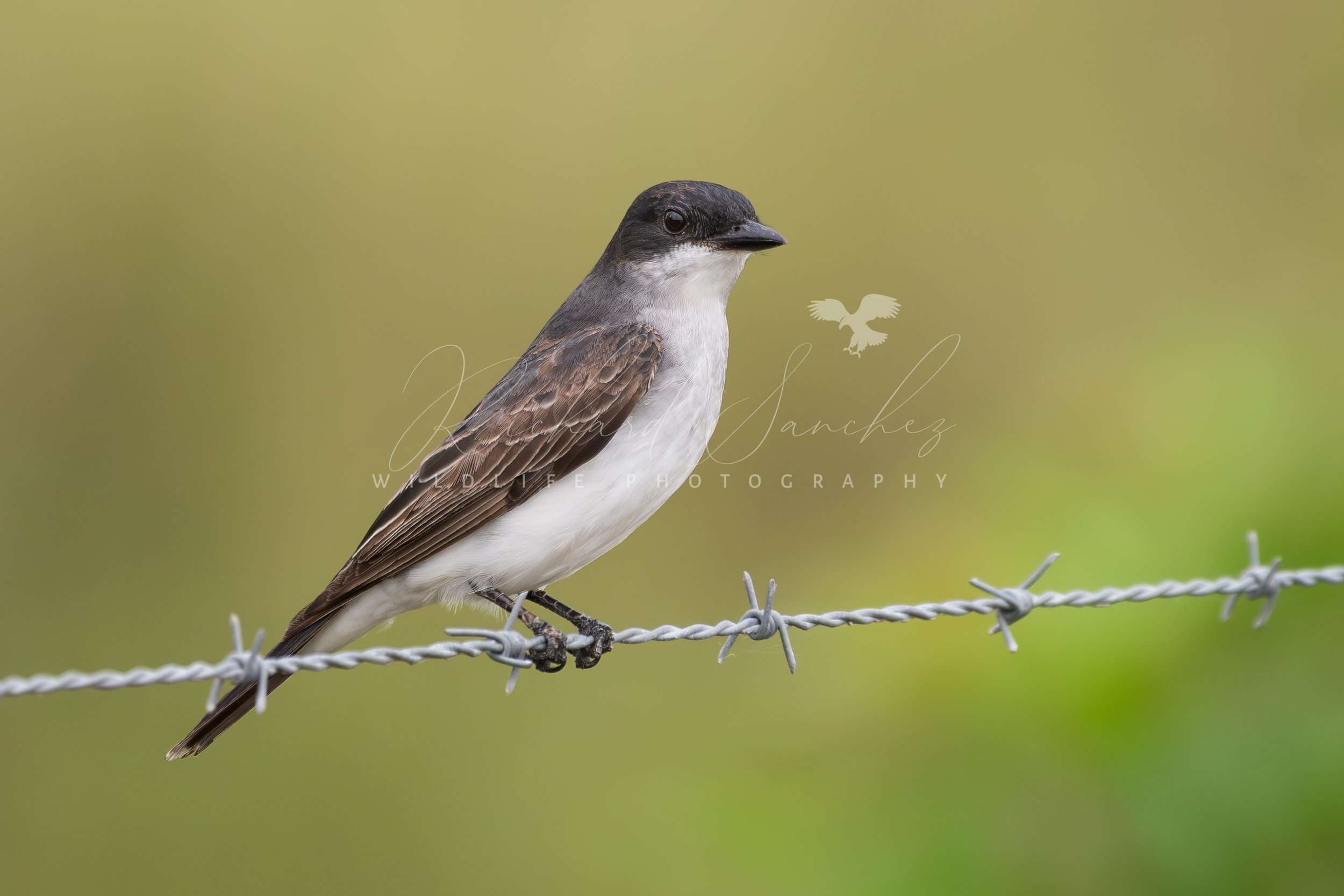 eZy Watermark_15-12-2025_02-27-45-8260PM.JPG