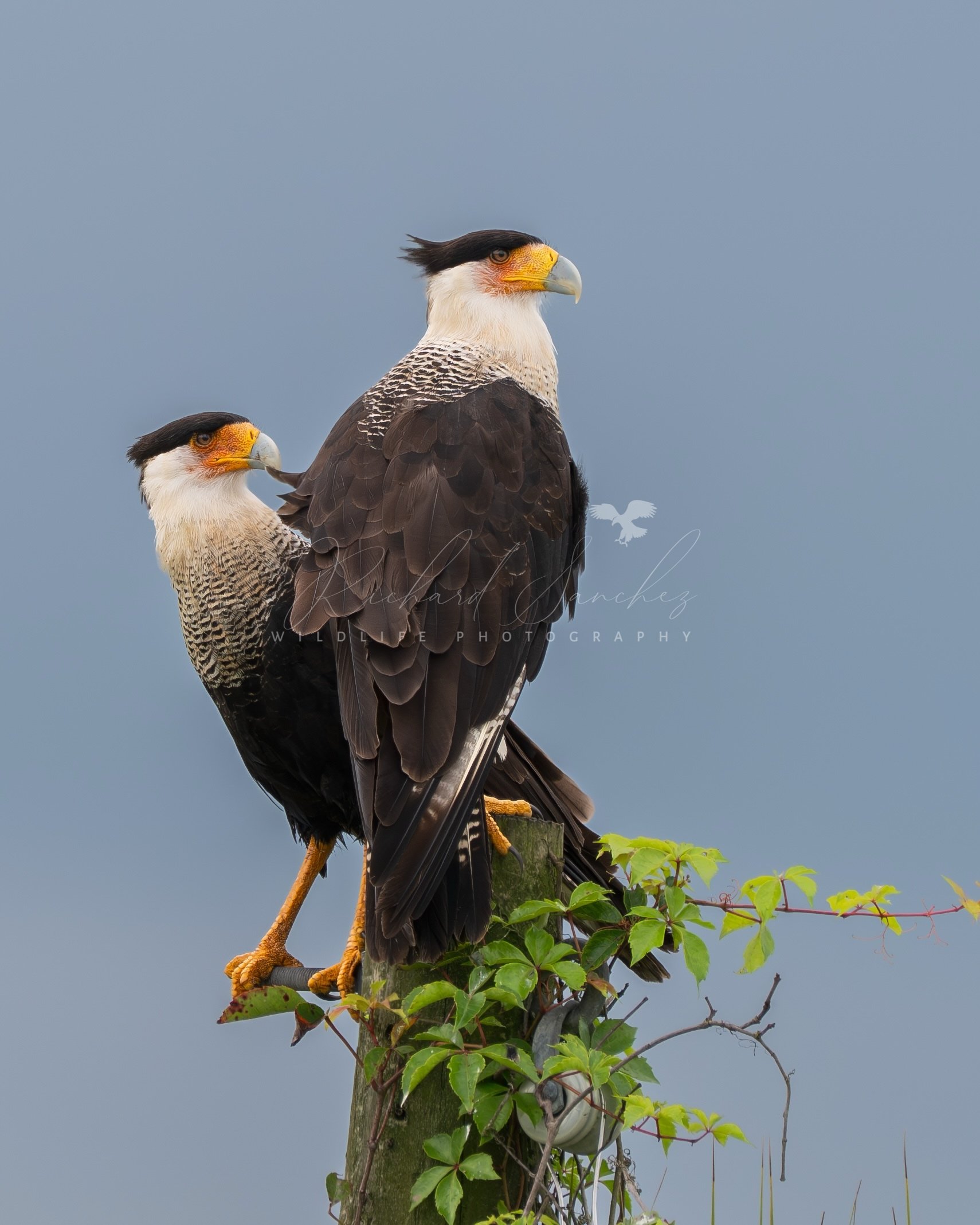 eZy Watermark_15-12-2025_02-27-43-2720PM.JPG