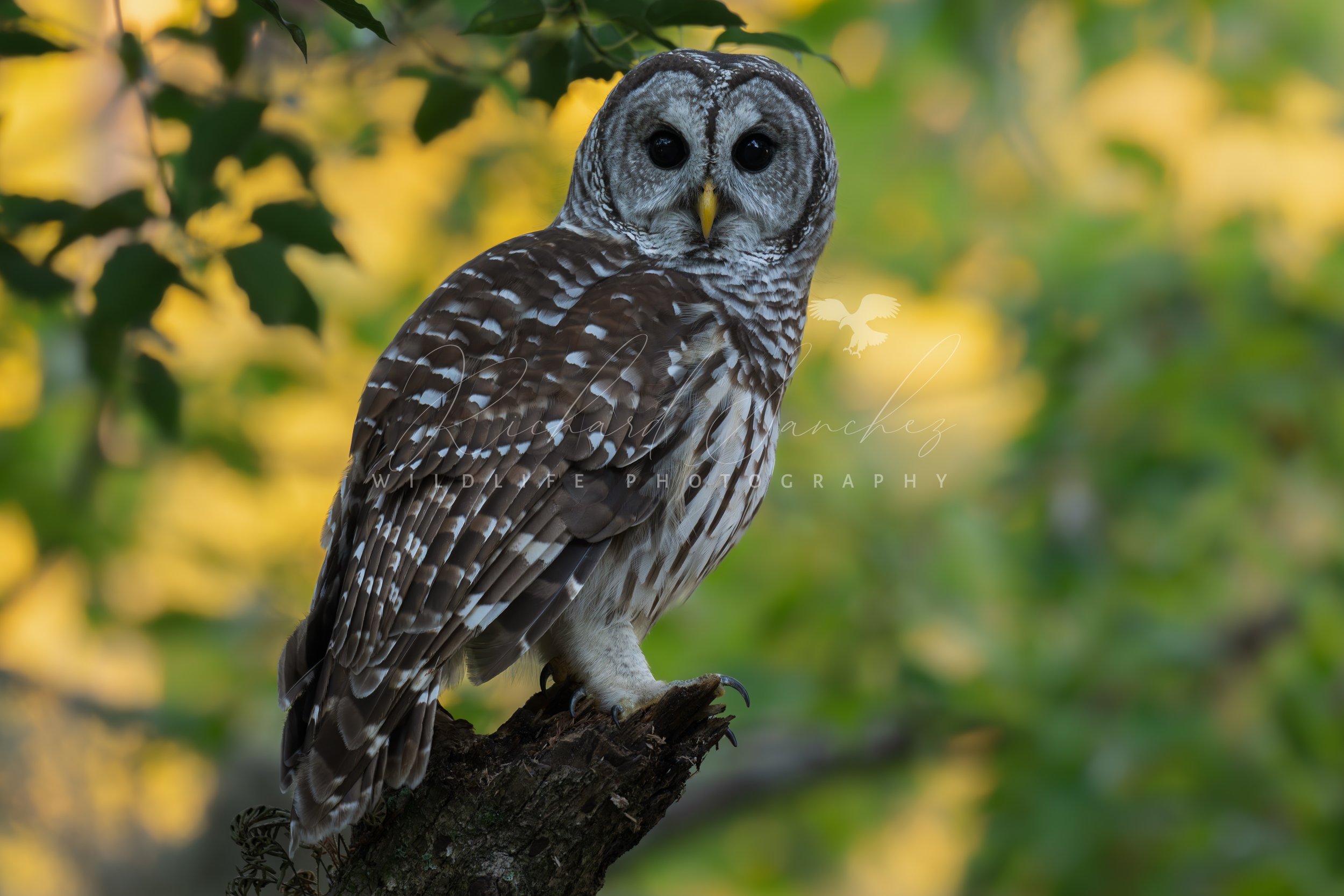 eZy Watermark_15-12-2025_02-27-36-5330PM.JPG