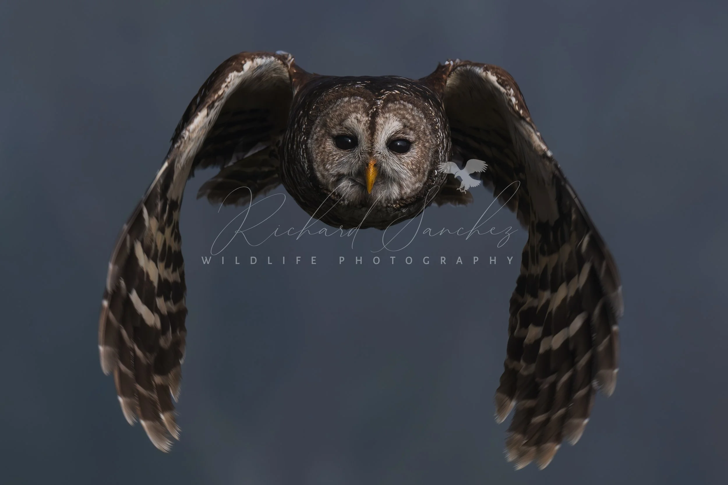 eZy Watermark_15-12-2025_02-27-51-1650PM.JPG