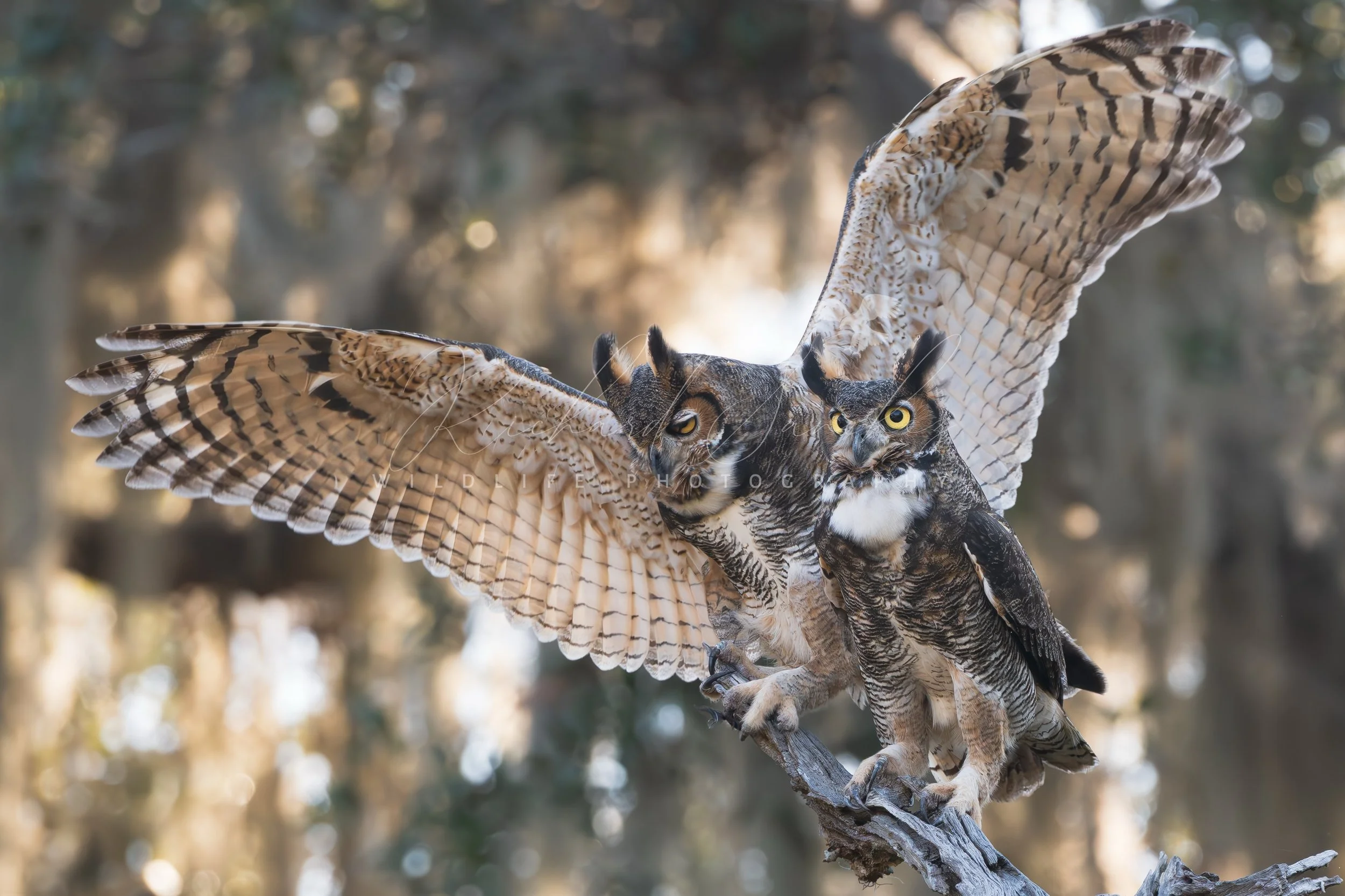 eZy Watermark_15-12-2025_02-55-03-1260PM.JPG