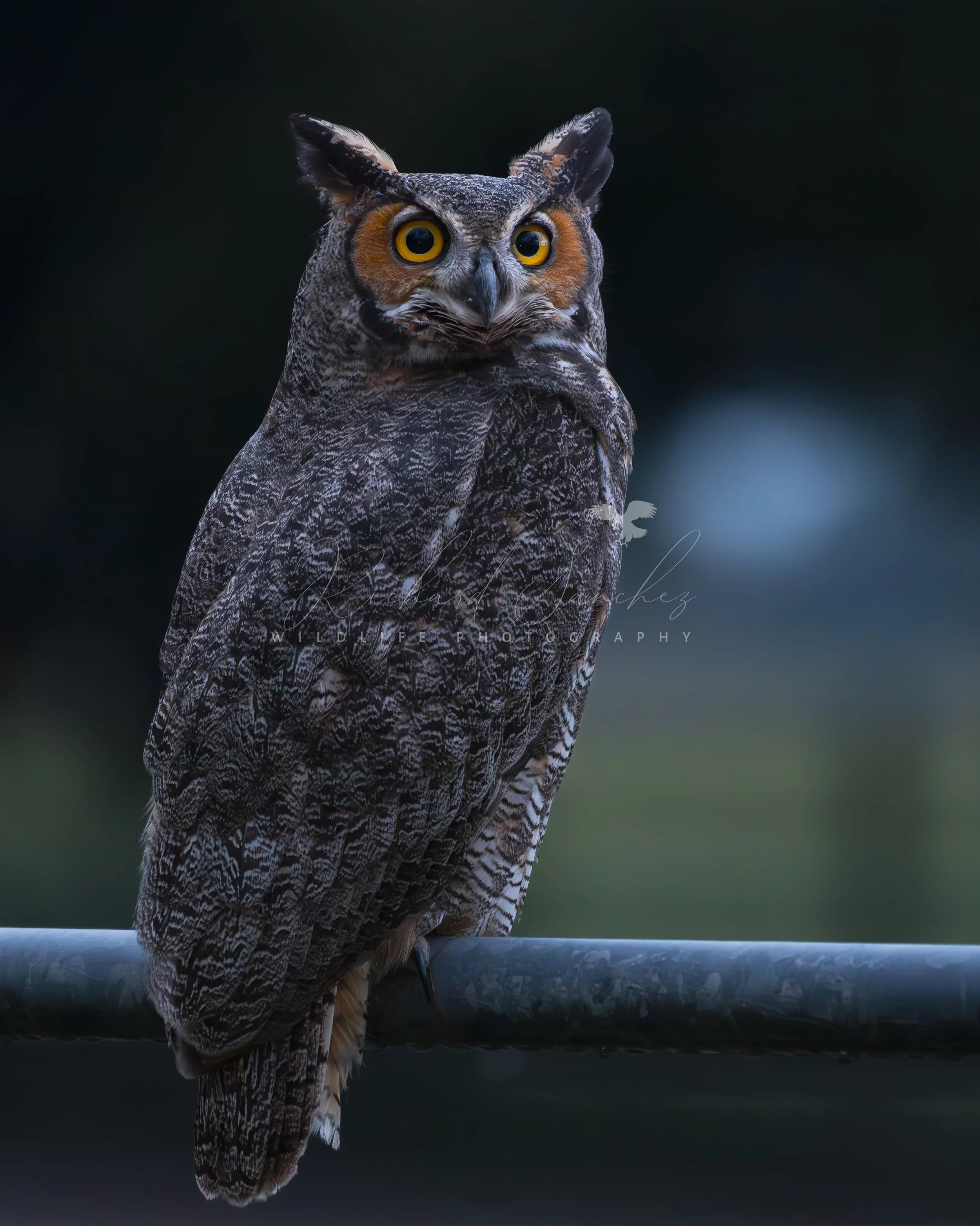 eZy Watermark_15-12-2025_02-27-26-5070PM.JPG