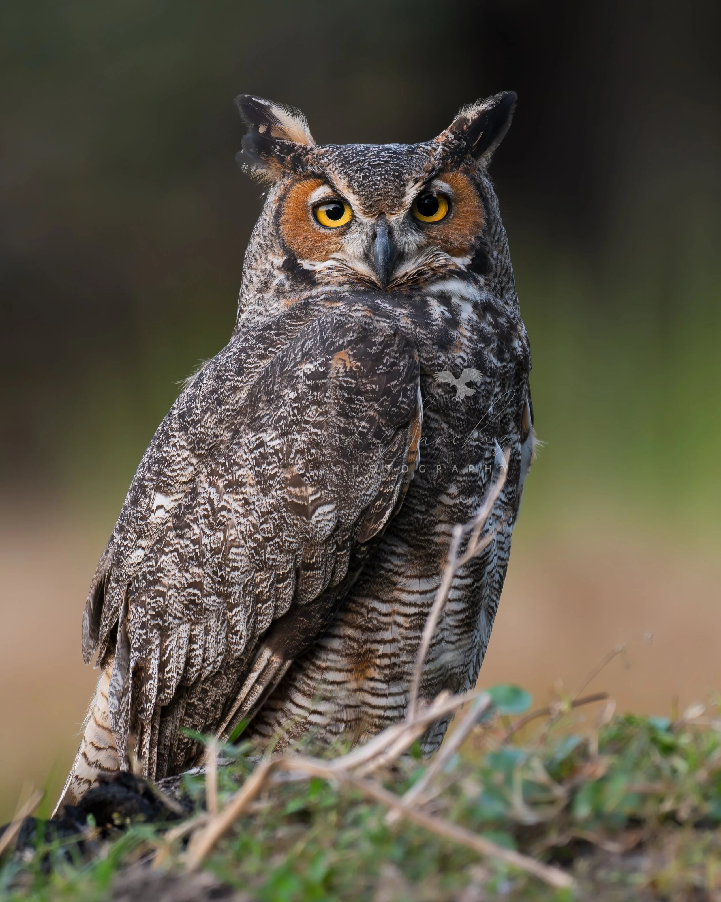 eZy Watermark_15-12-2025_02-27-37-8970PM.JPG