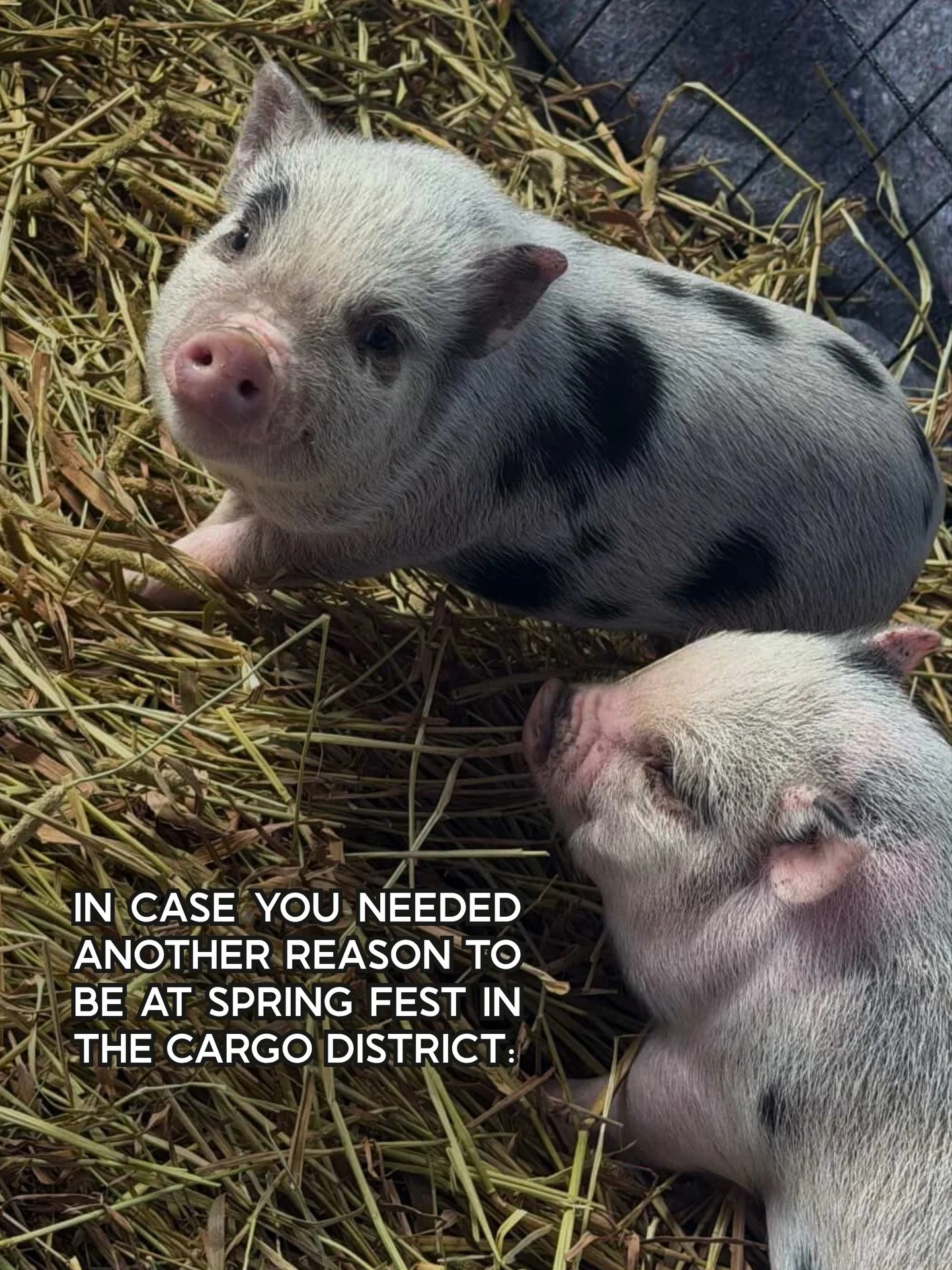 If you need us on Sunday, we&rsquo;ll be where the baby pigs are. 🐖 

@livegreenpaw just rescued these sweet babies and they will be in the Cargo West food court THIS SUNDAY during Spring Fest for you to pet, love on, &amp; take cute selfies with! 
