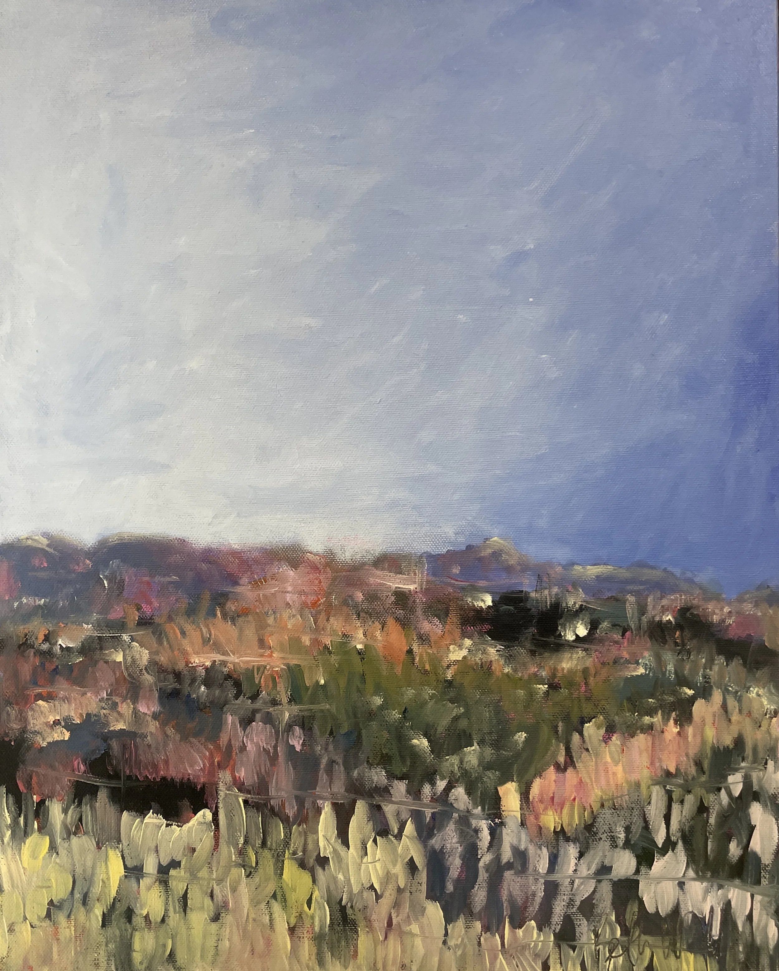 Scoparia Flowering 12