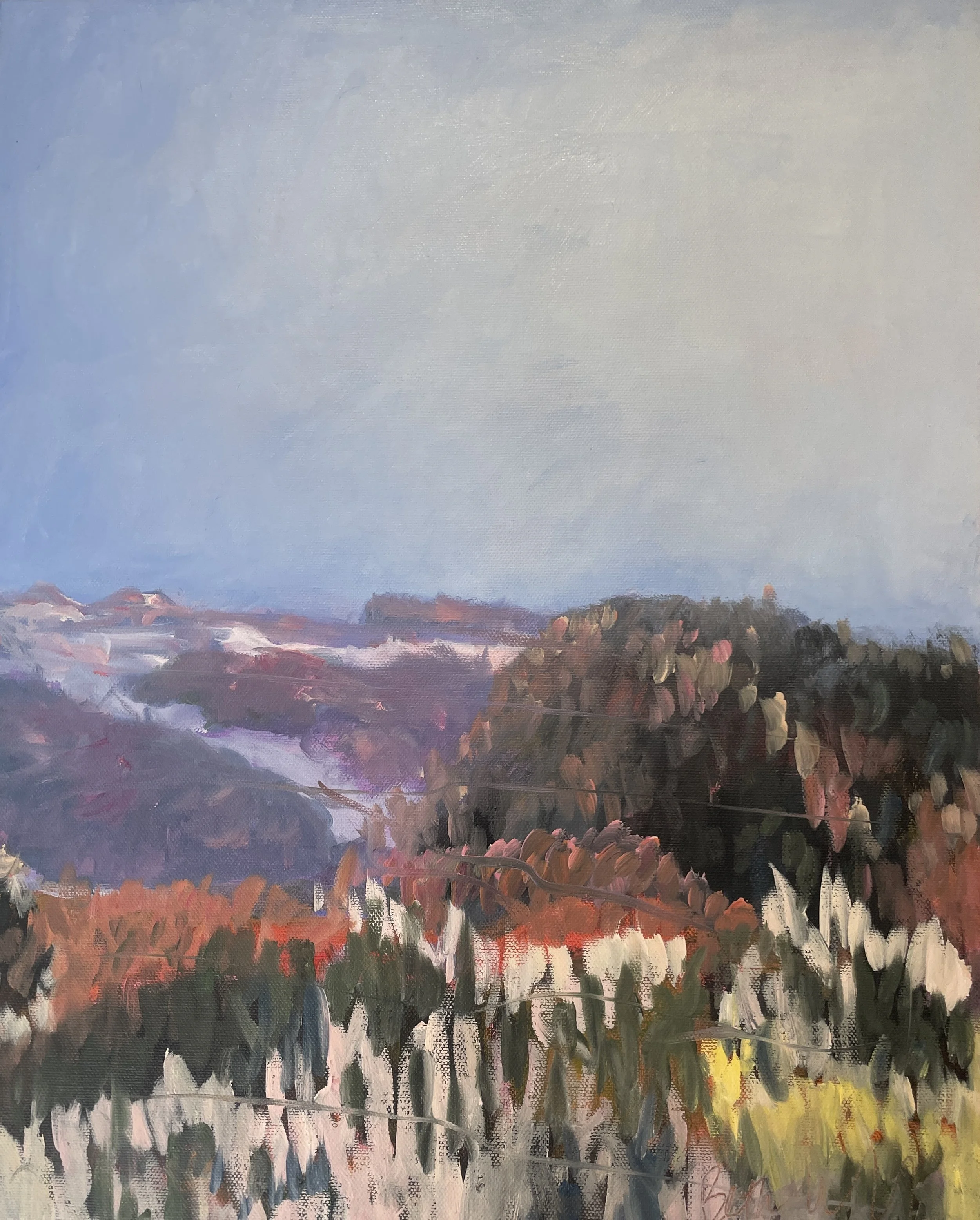 Scoparia Flowering 13