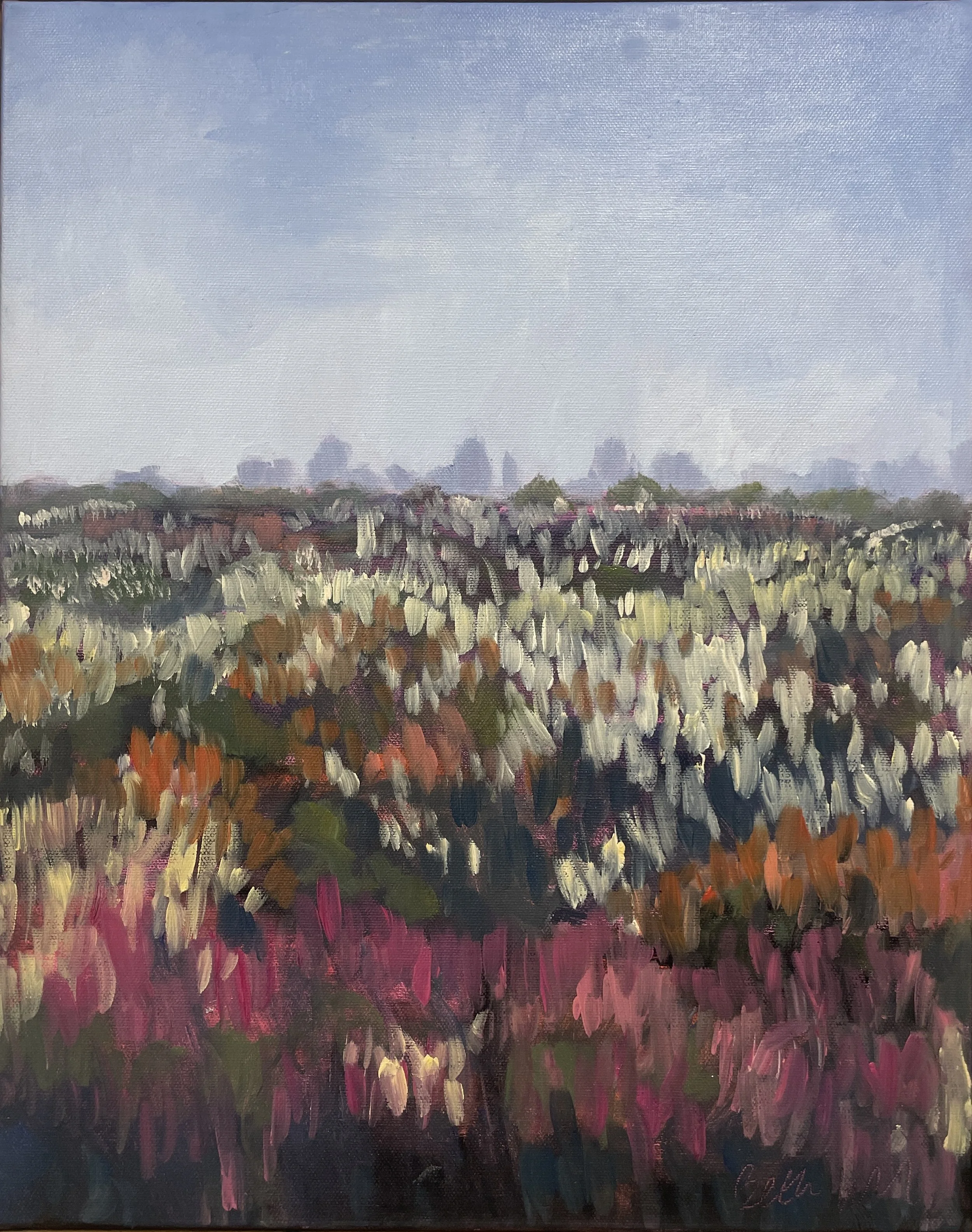 Scoparia flowering 11