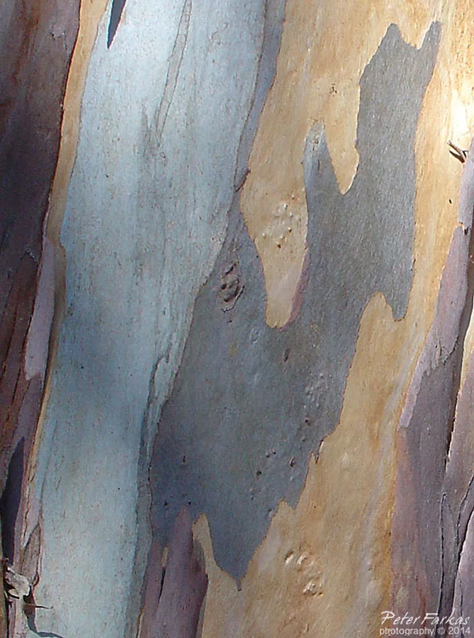 SonomaEucalyptus2.jpg