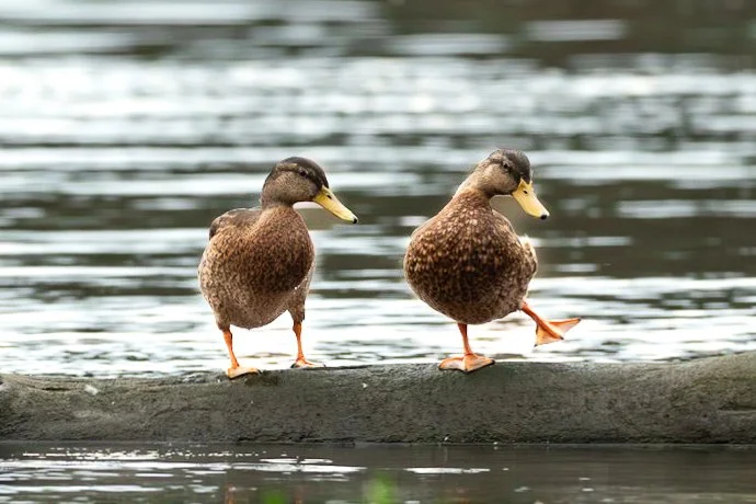 Ducks-2.jpg