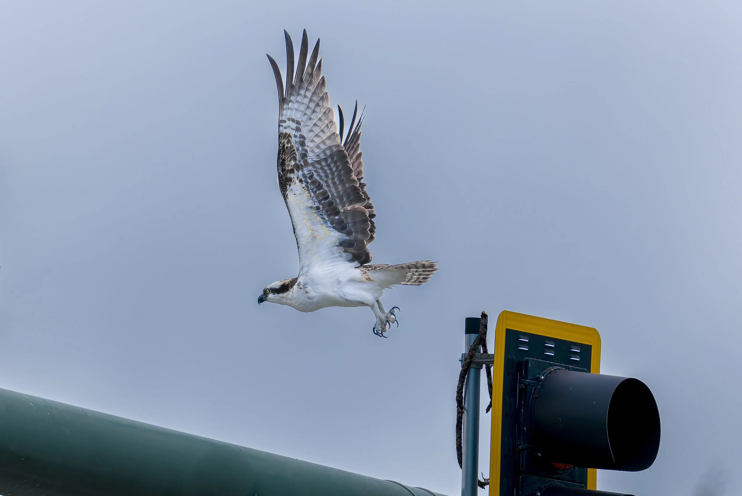 Osprey Traffic Light-4.jpg