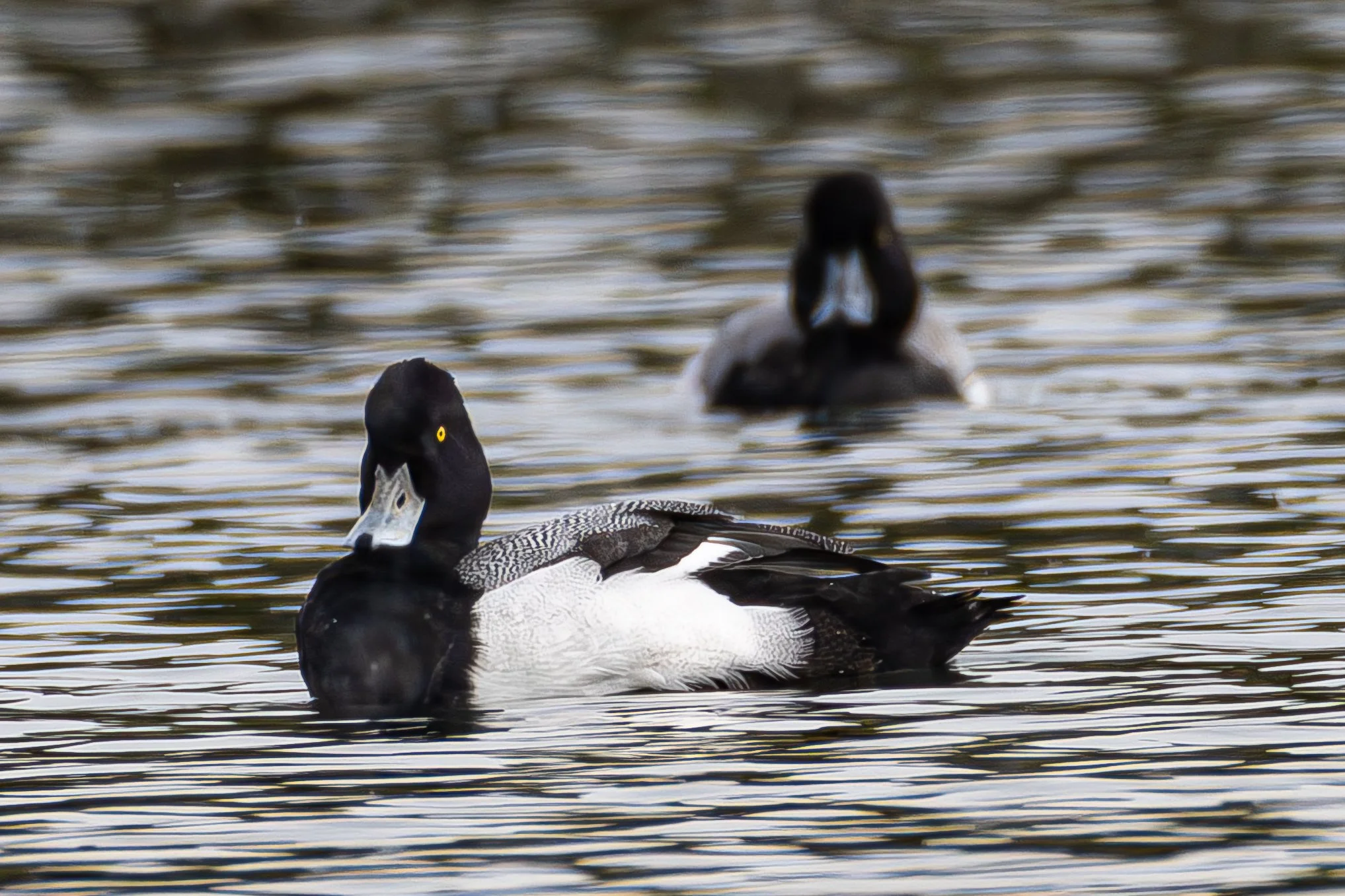 Lessur Scaup Male Duck-7859.jpg
