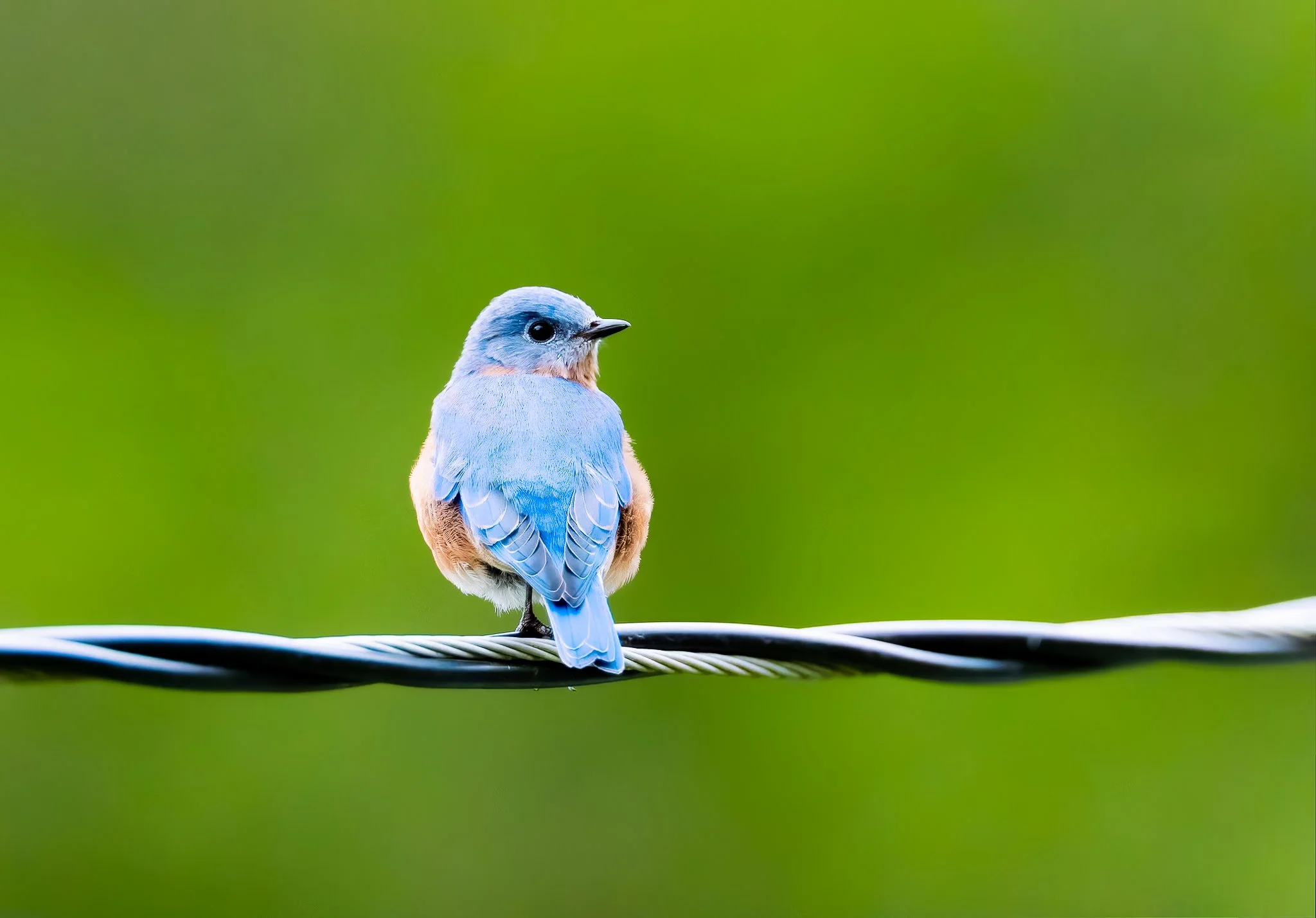 Bluebirds-4-DNG-DxO_DeepPRIME XD2-2-1.jpg