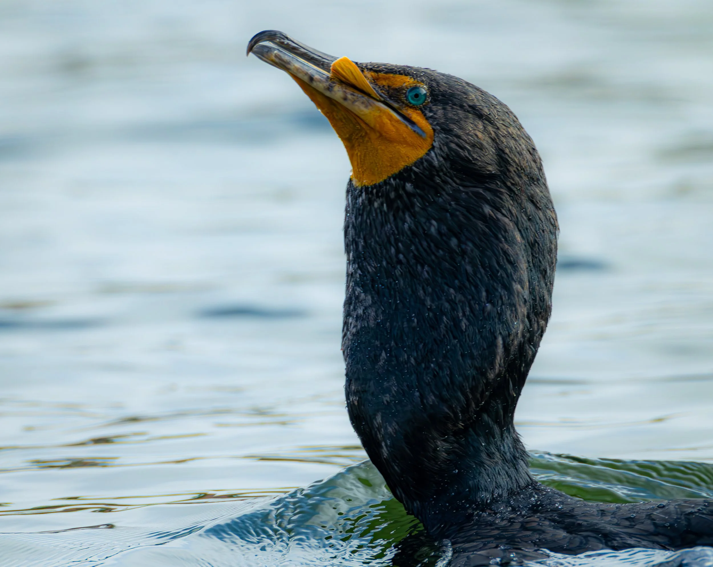 Cormorant Head-8159.jpg
